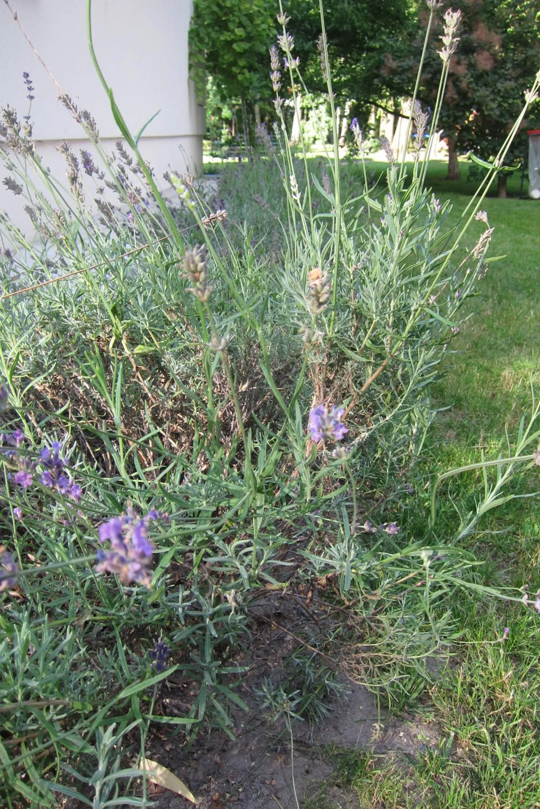 Garden in Willa Puławianka