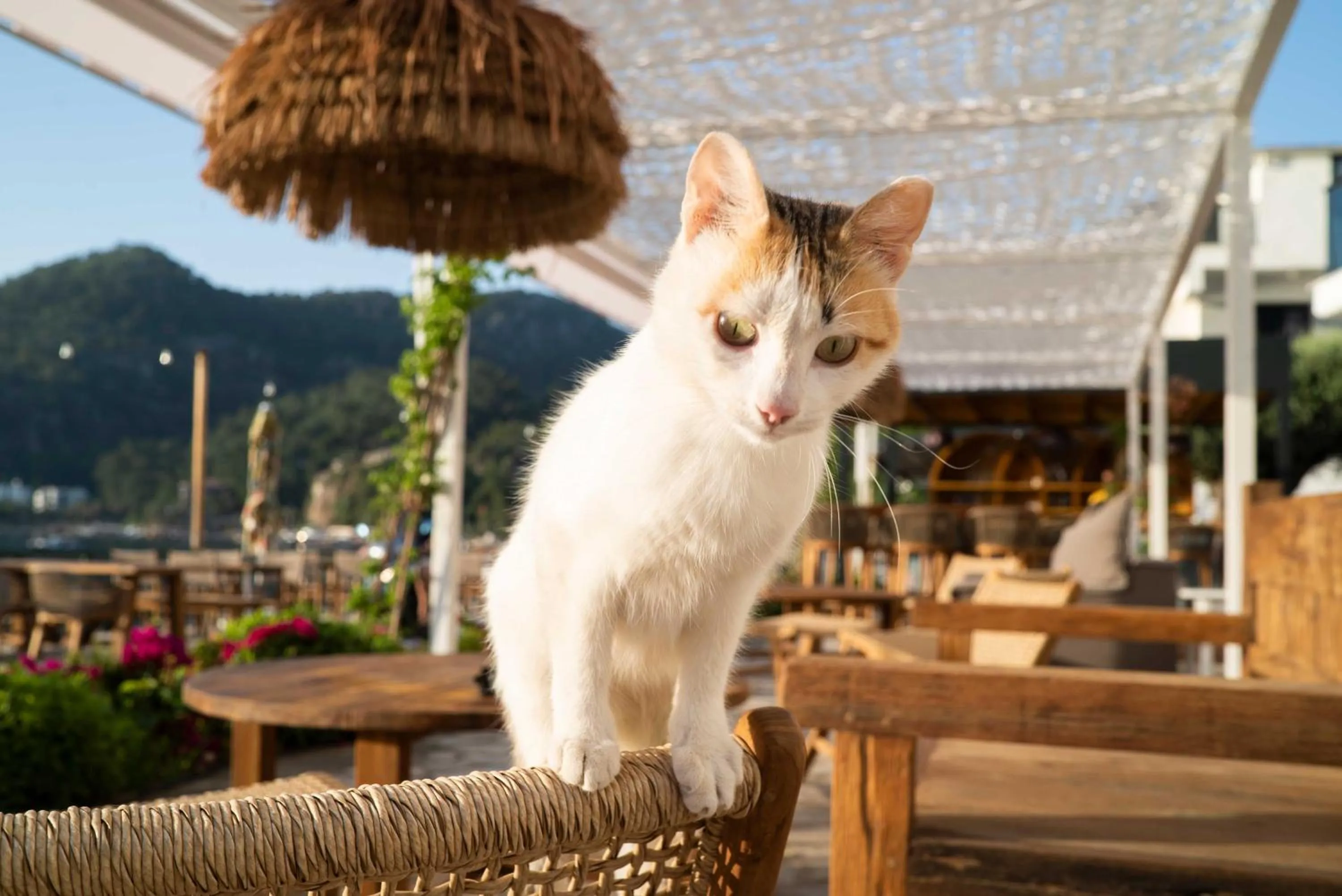 Pets in The Diplomat Hotel