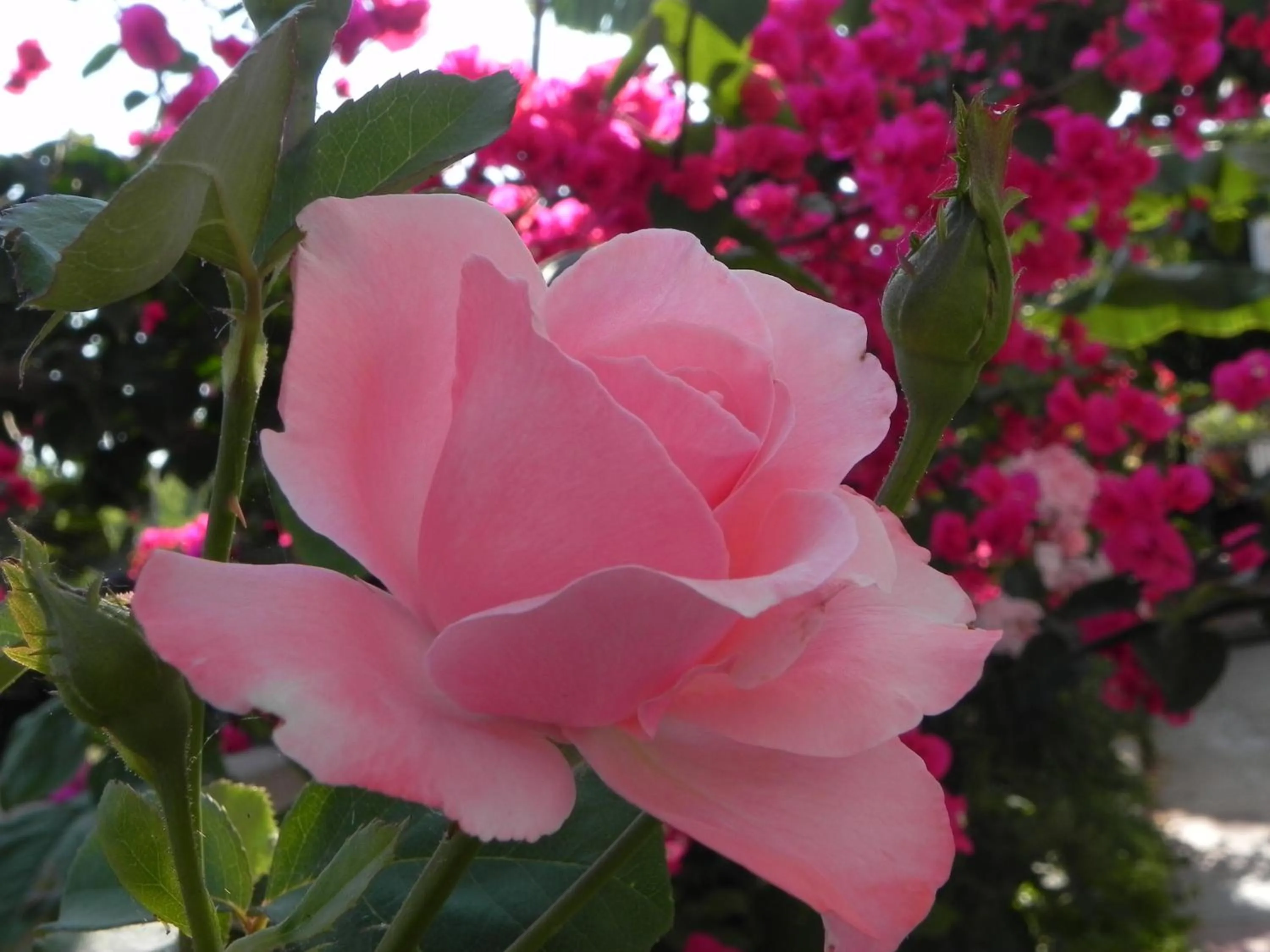 Garden in Ulysses Hotel
