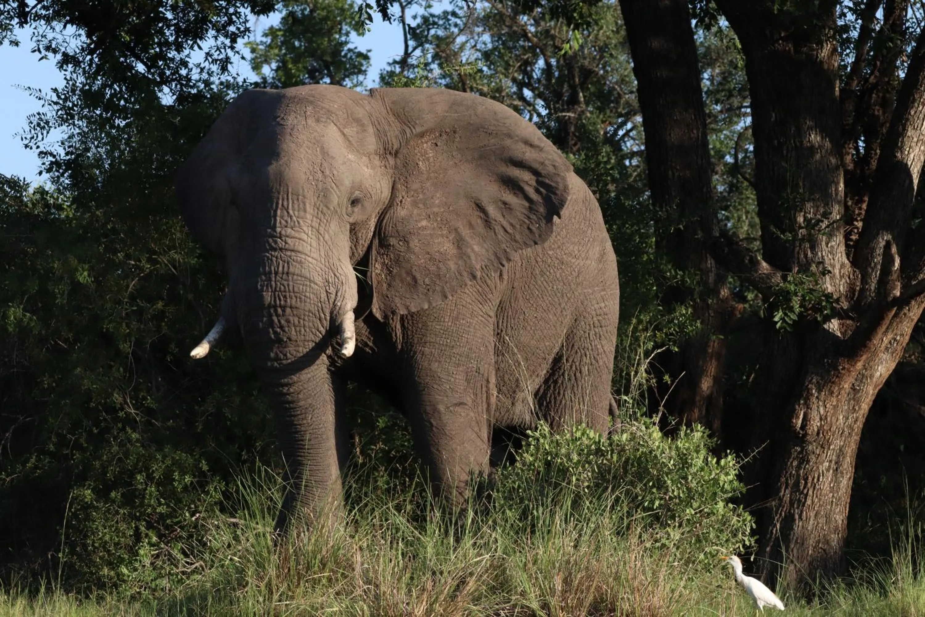 Day in Zambezi Dusk River Facing-all inclusive-Luxury Accommodation