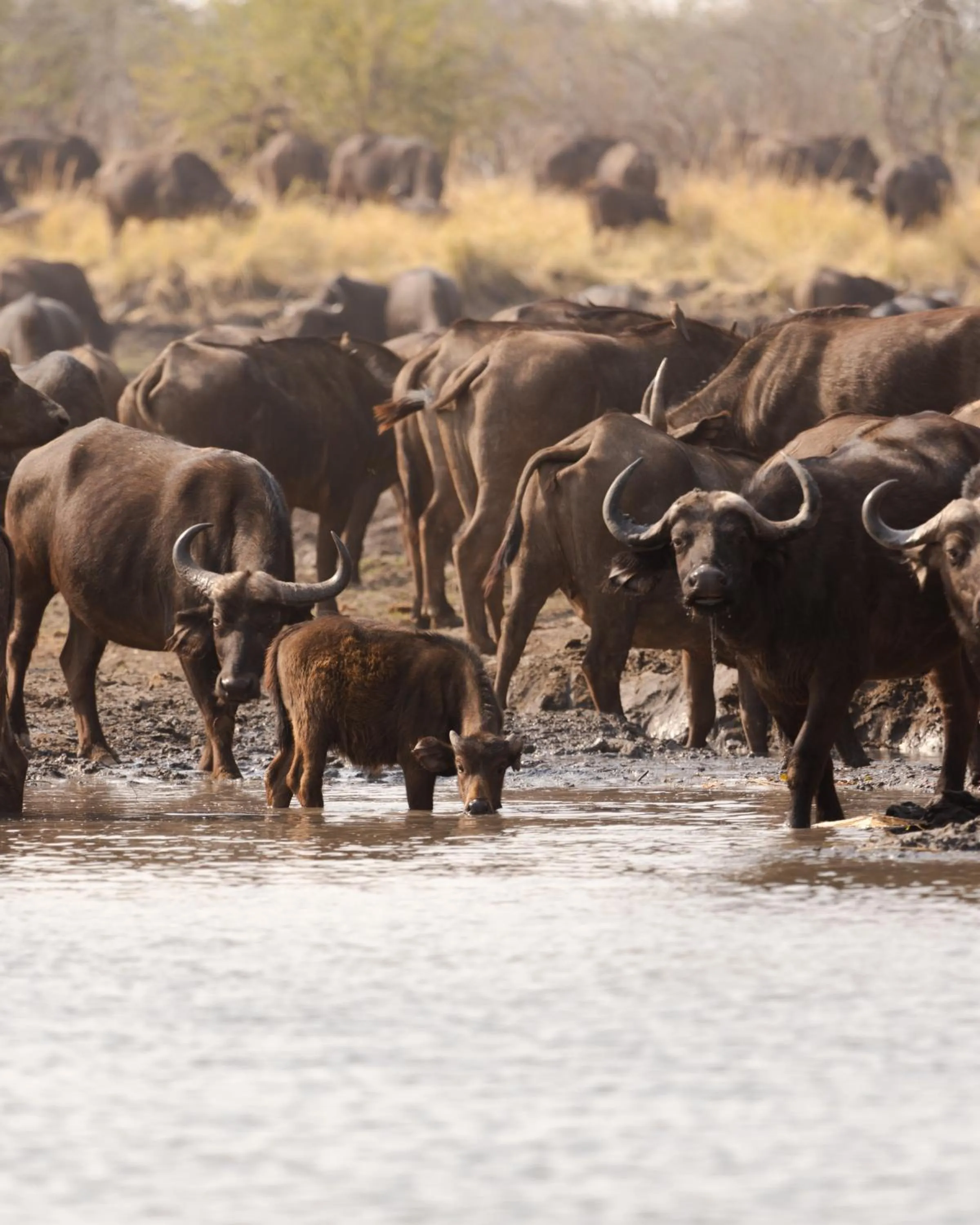 Animals in Zambezi Dusk River Facing-all inclusive-Luxury Accommodation