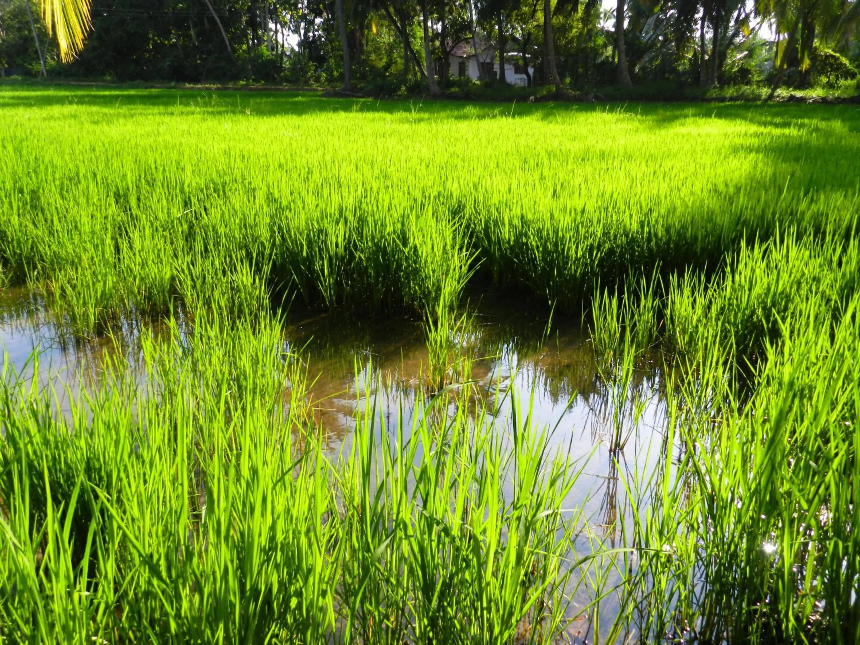 Natural landscape in Traveller's Home Hotel