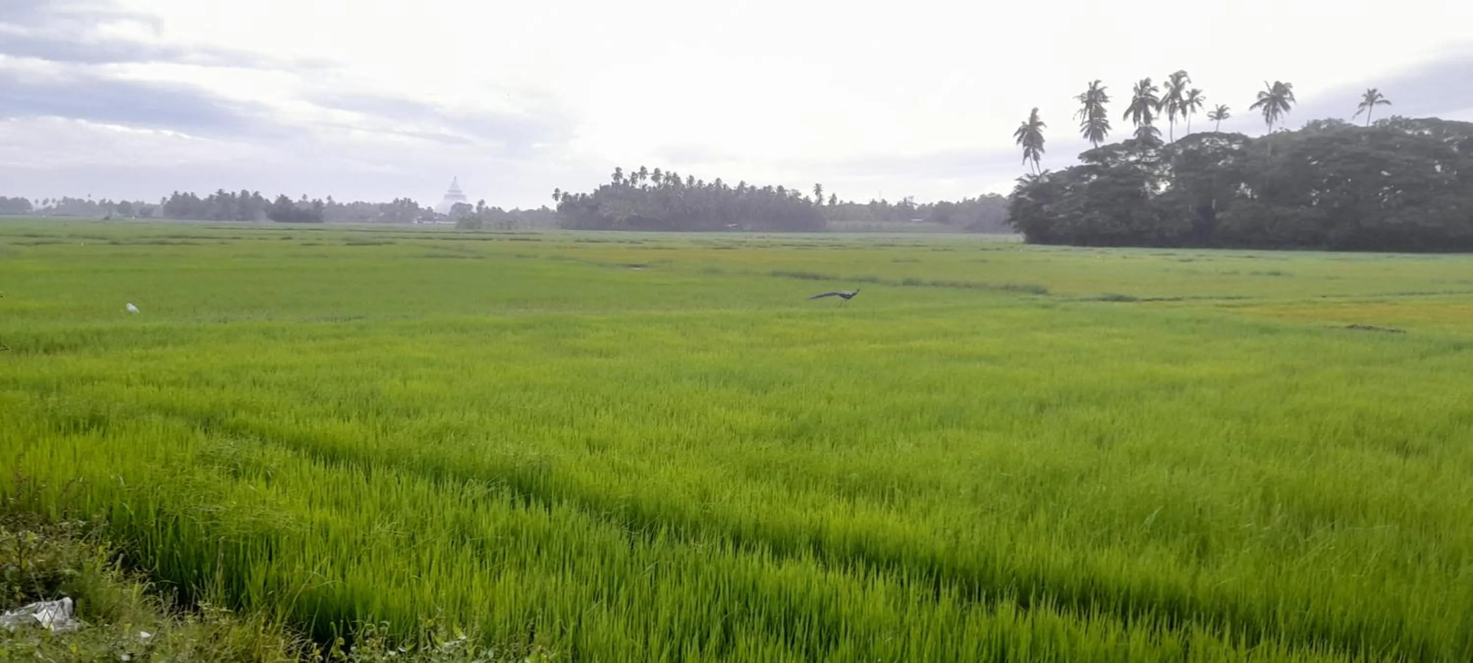 Restaurant/places to eat in Traveller's Home Hotel