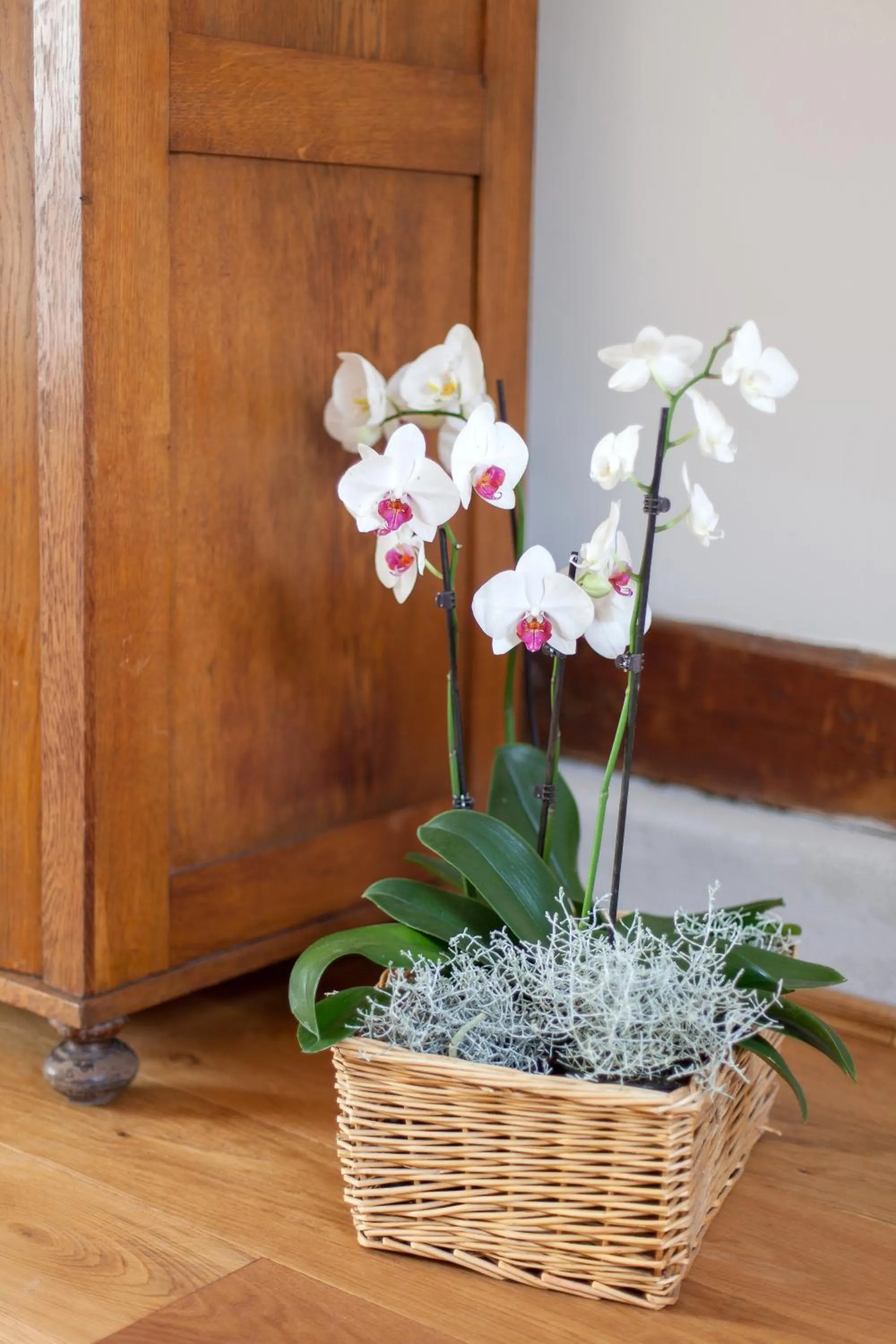 Staff in Camino Home