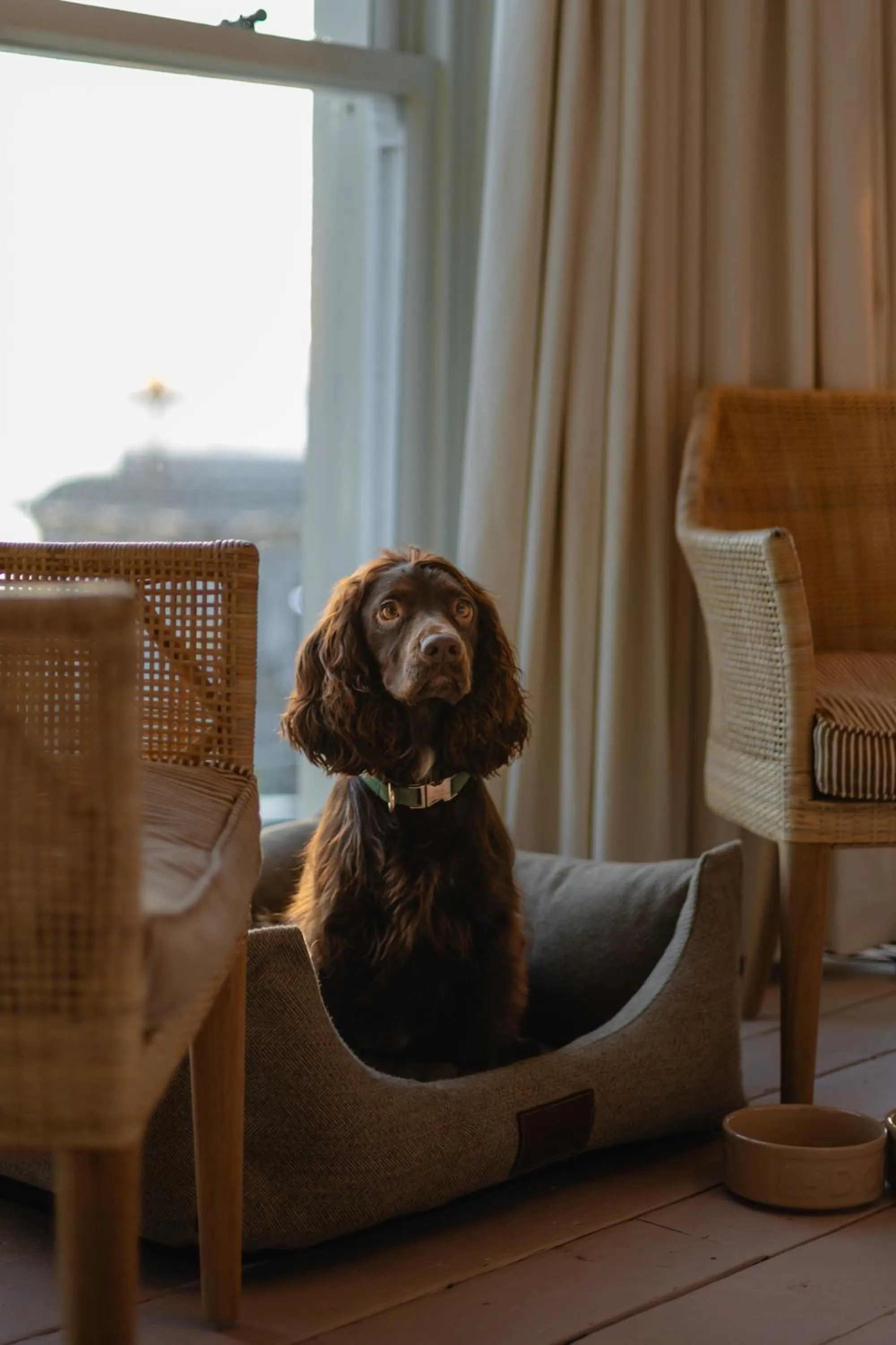 Pets in No.124 by GuestHouse, Brighton