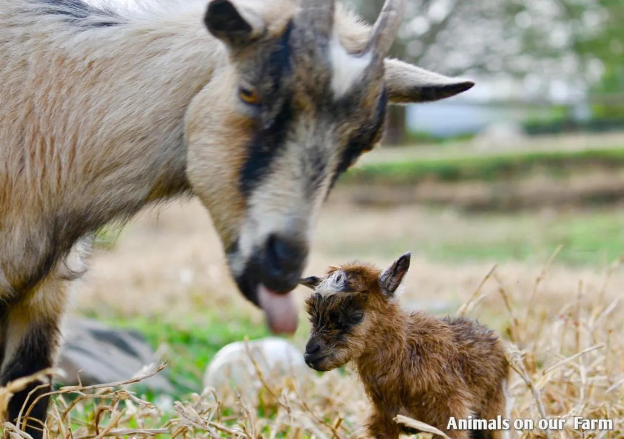 Animals in Ardmore Guest Farm