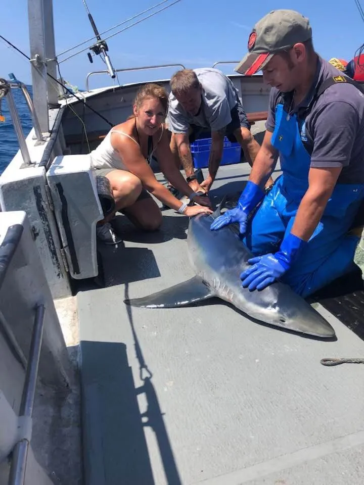 Animals in Jolly Sailor Inn