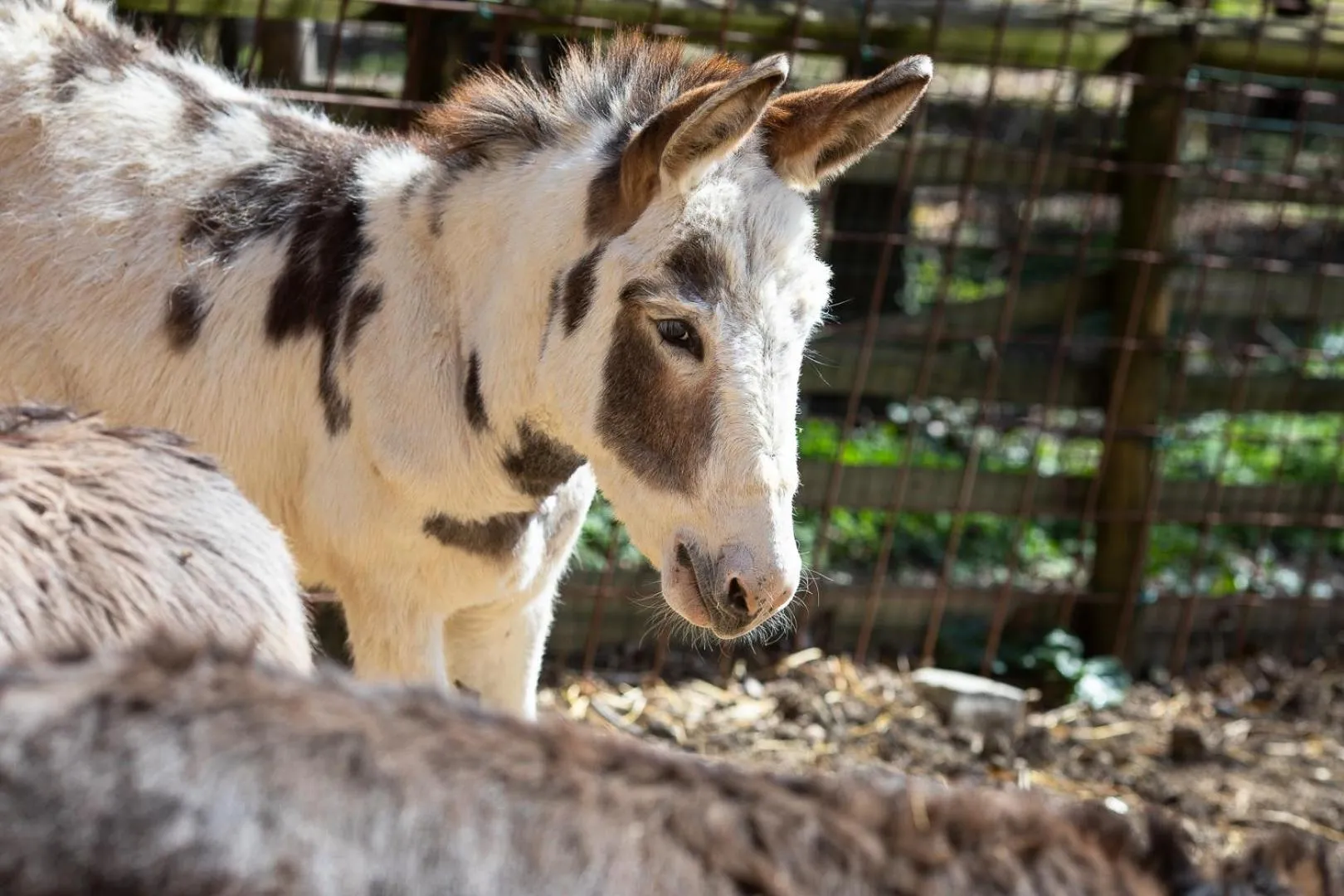 Animals in Tenuta Saiano Resort