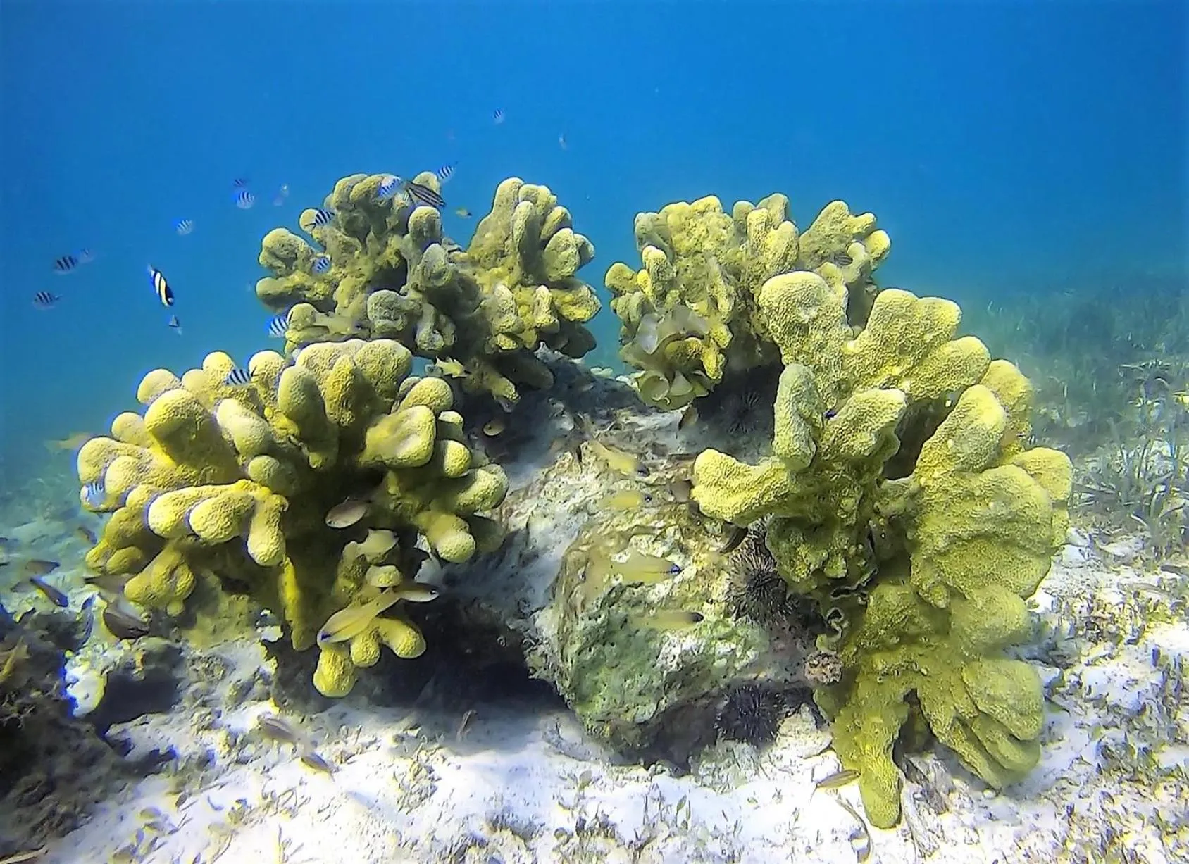 Snorkeling in Casa Amihan