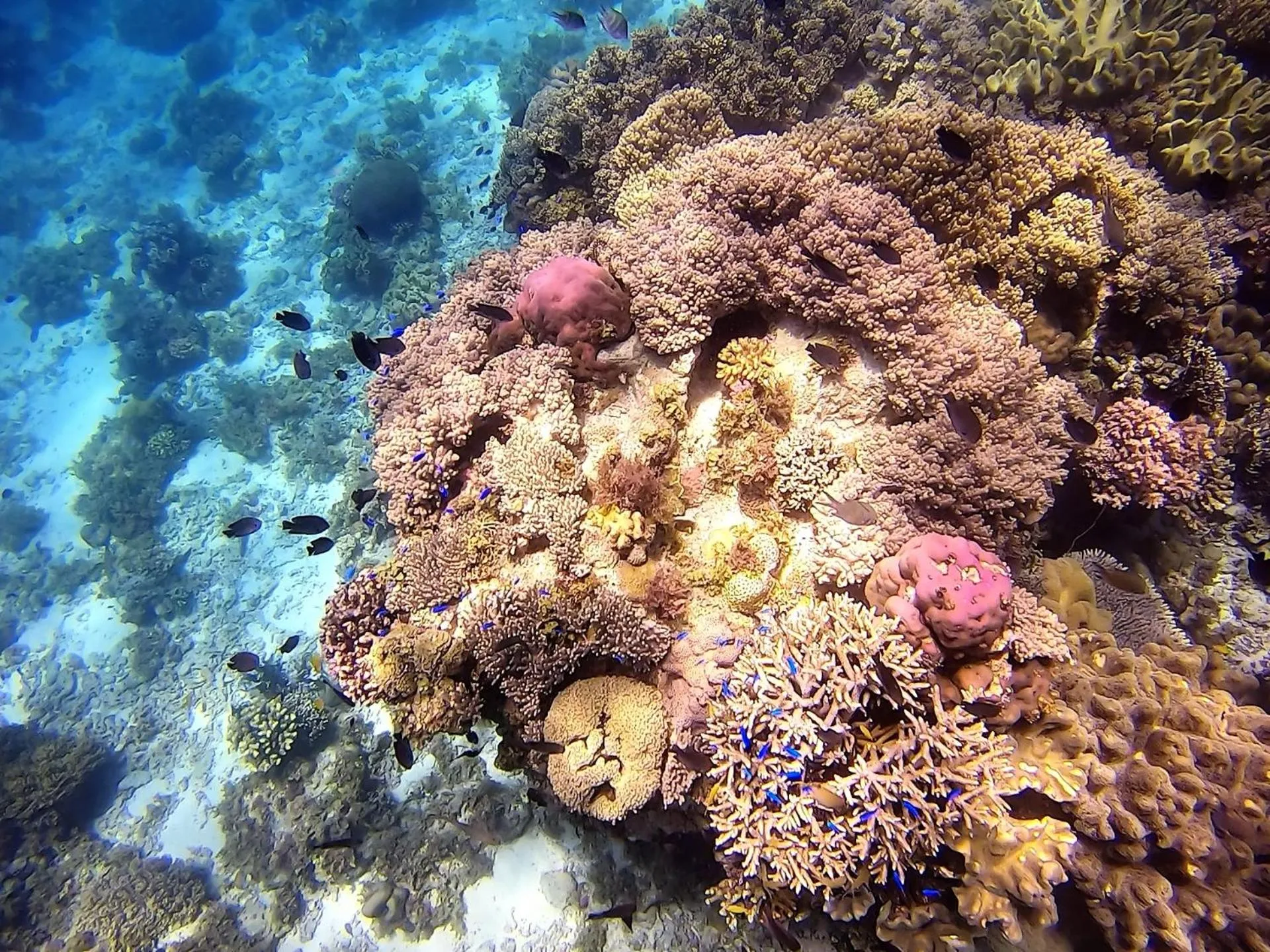 Snorkeling in Casa Amihan