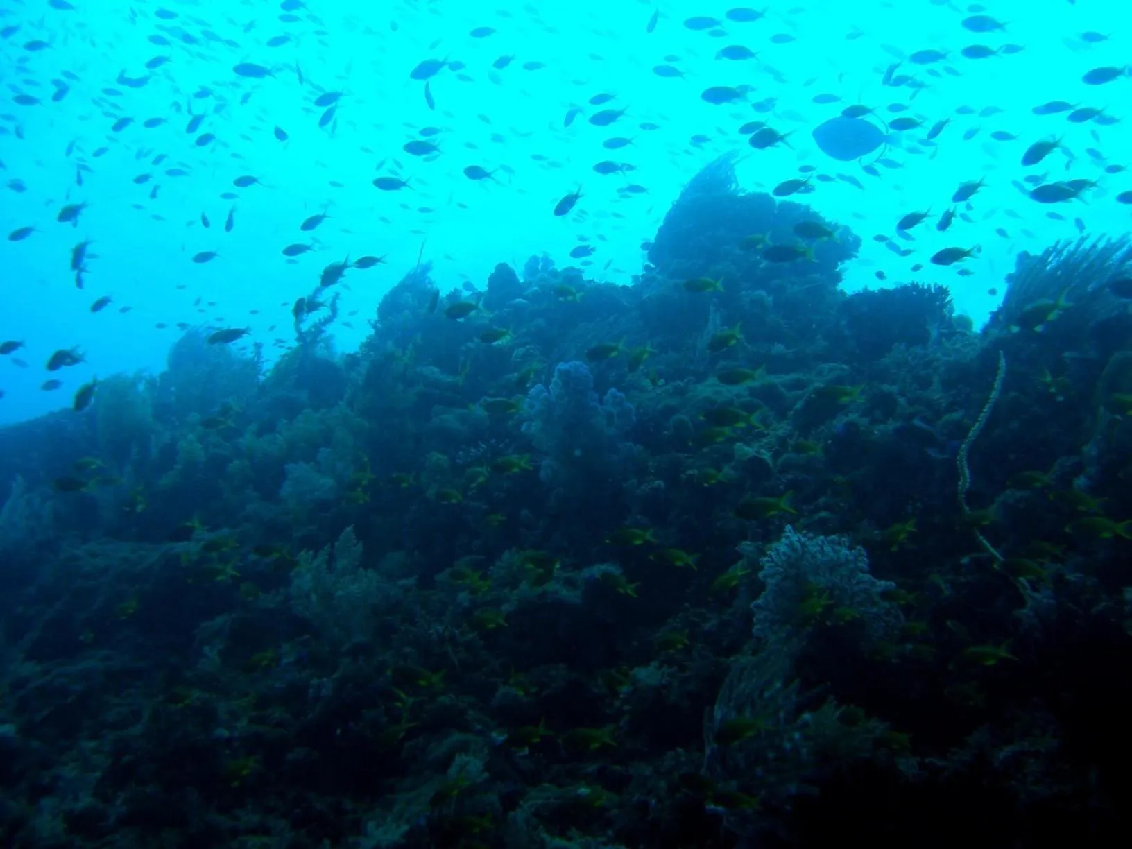 Diving in Casa Amihan