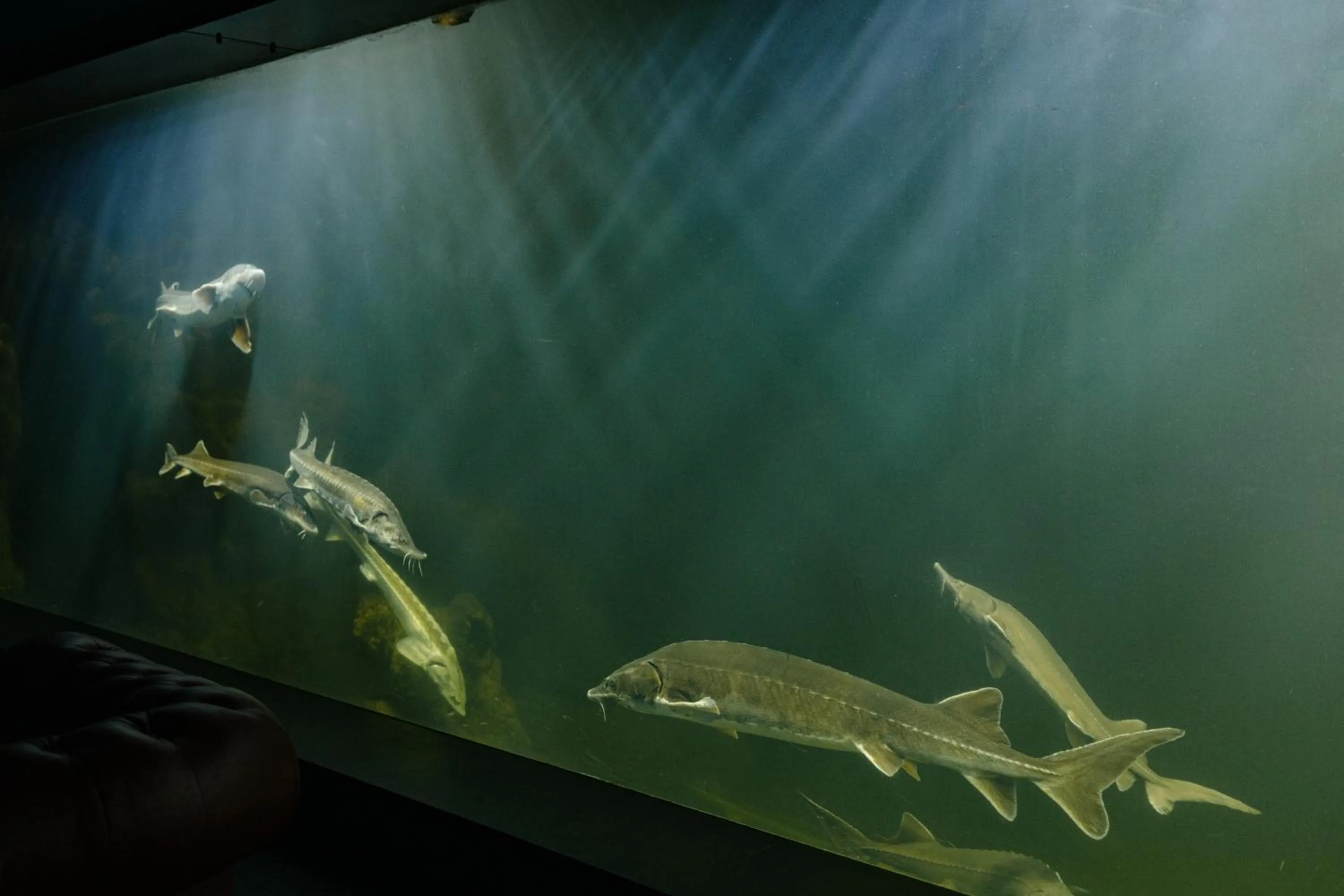 Activities in Caspian Riviera Grand Palace Hotel