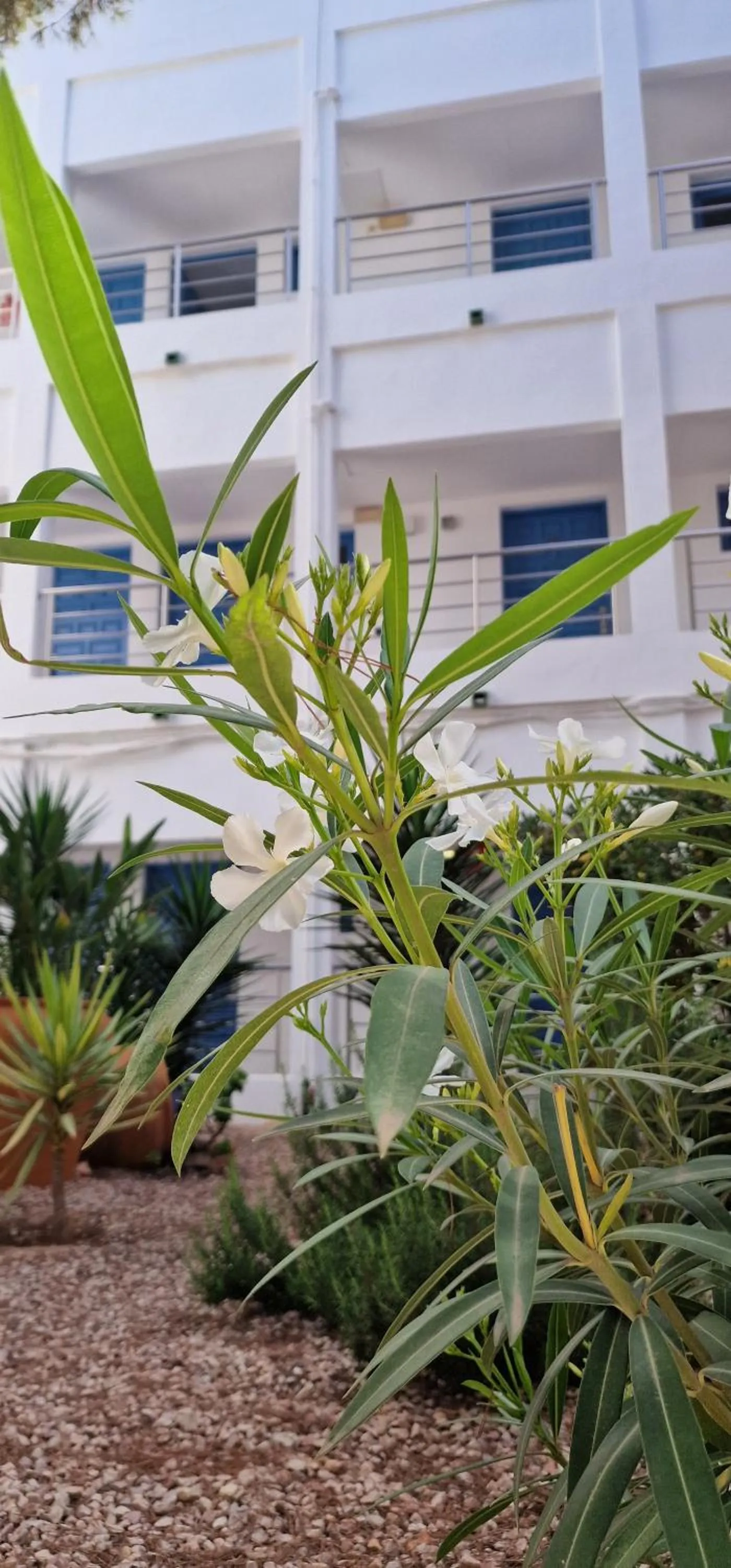 Property building in Apartamentos Costamar II