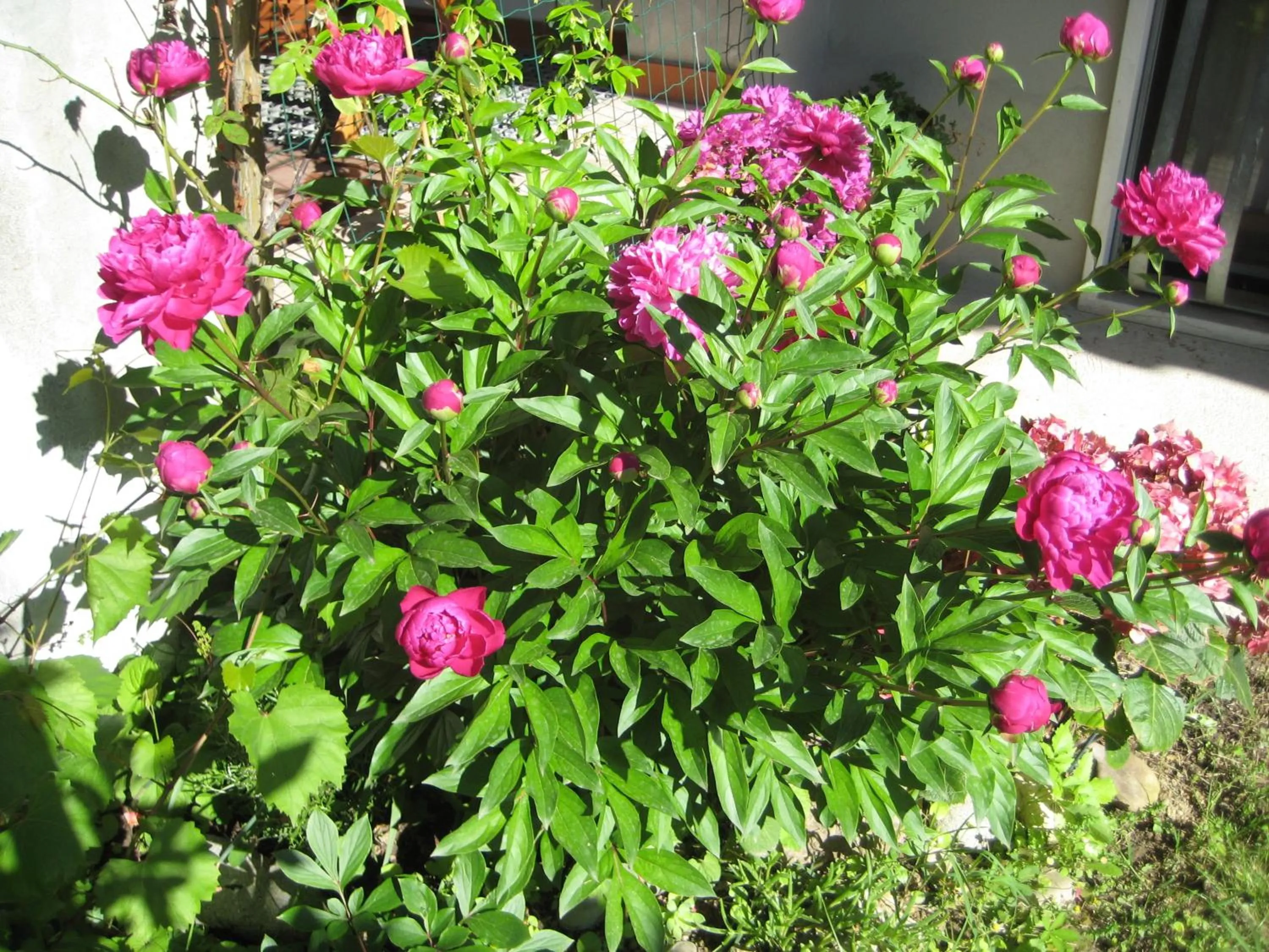 Garden in B&B Oasi di Venezia