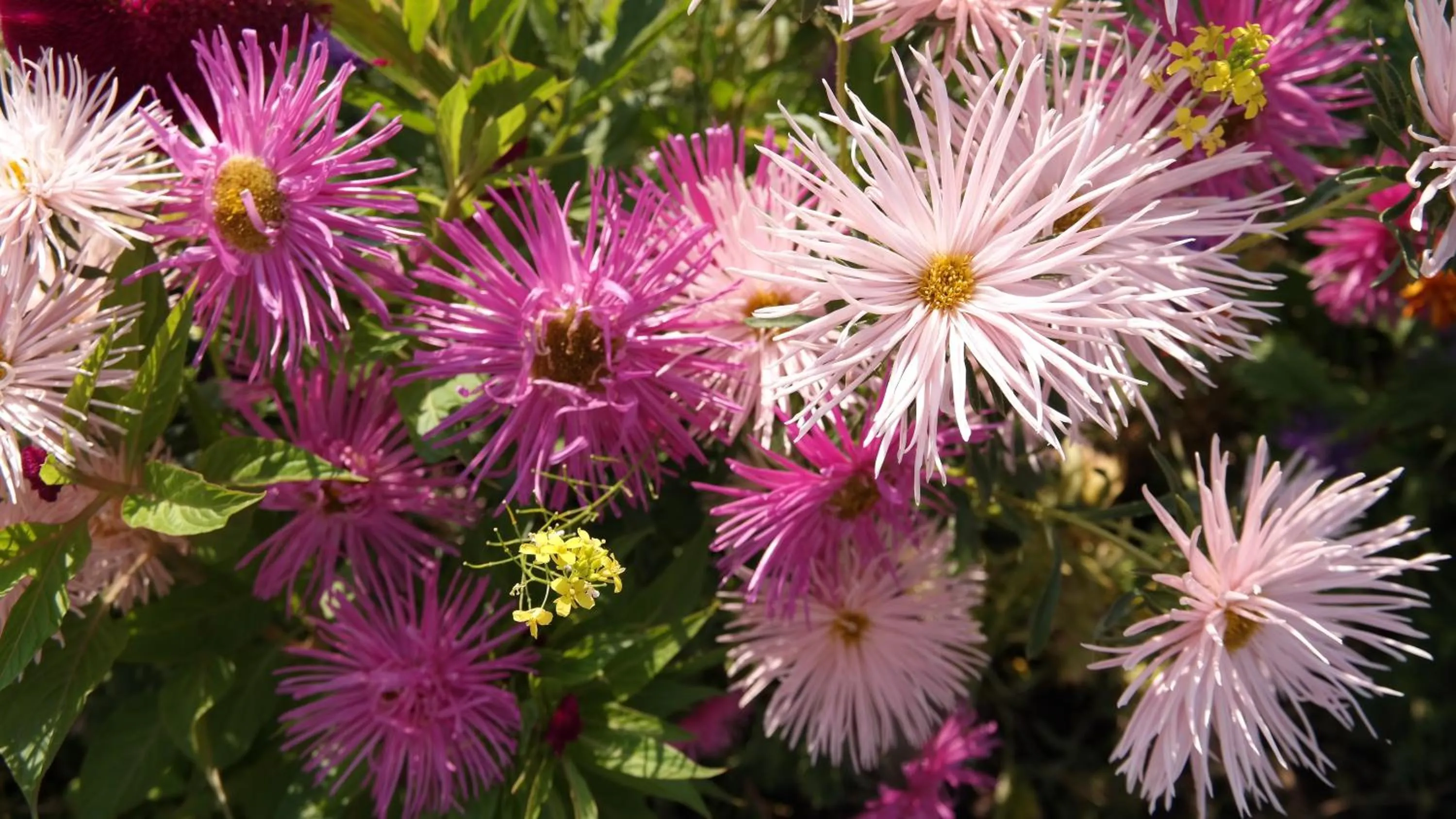 Garden in Turkish Cave House