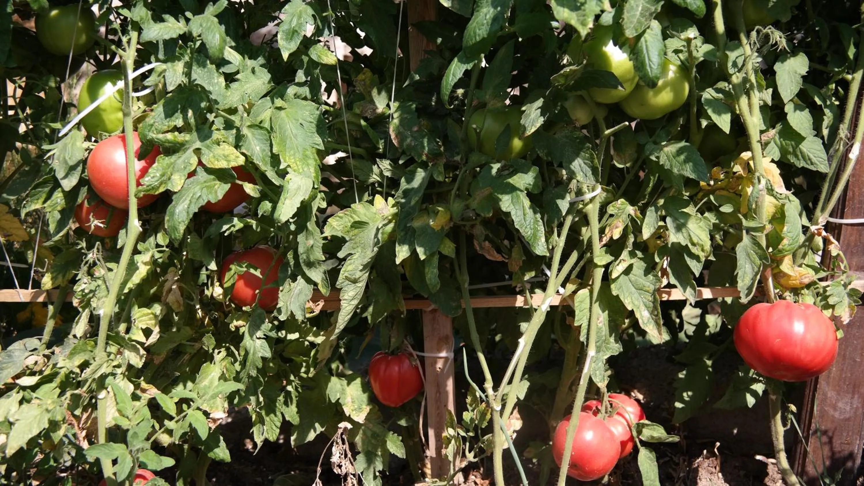 Garden in Turkish Cave House