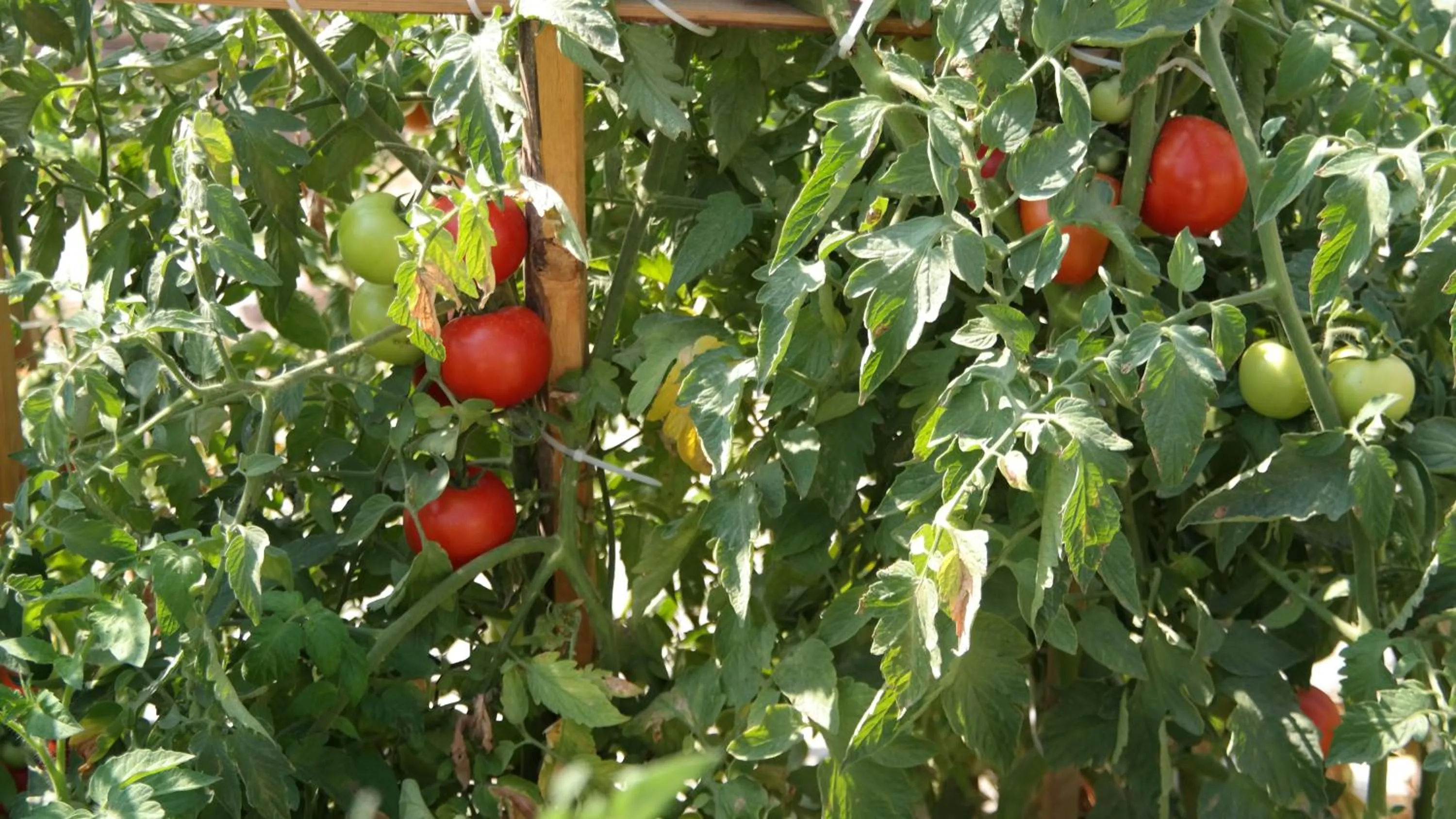Garden in Turkish Cave House