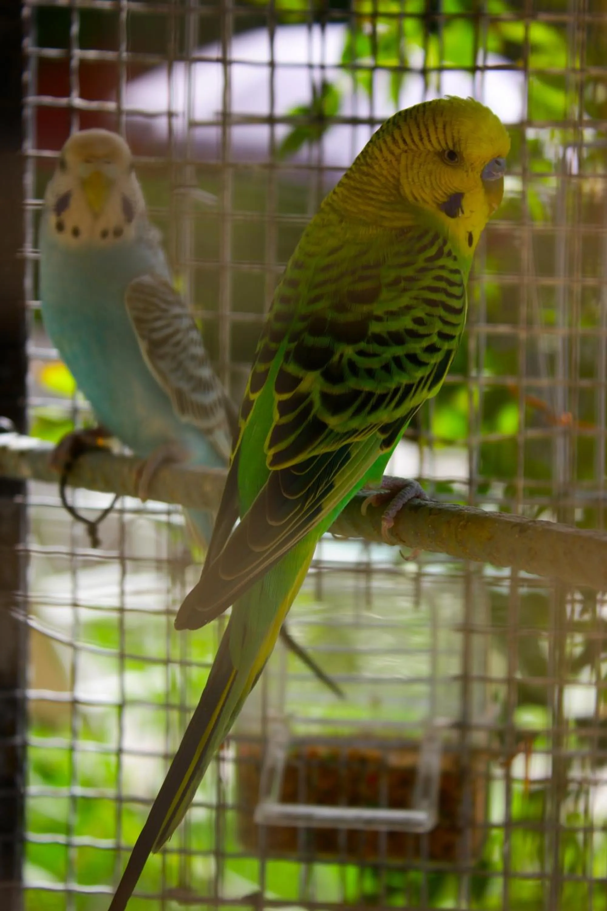 Pets in Riad Noumidya