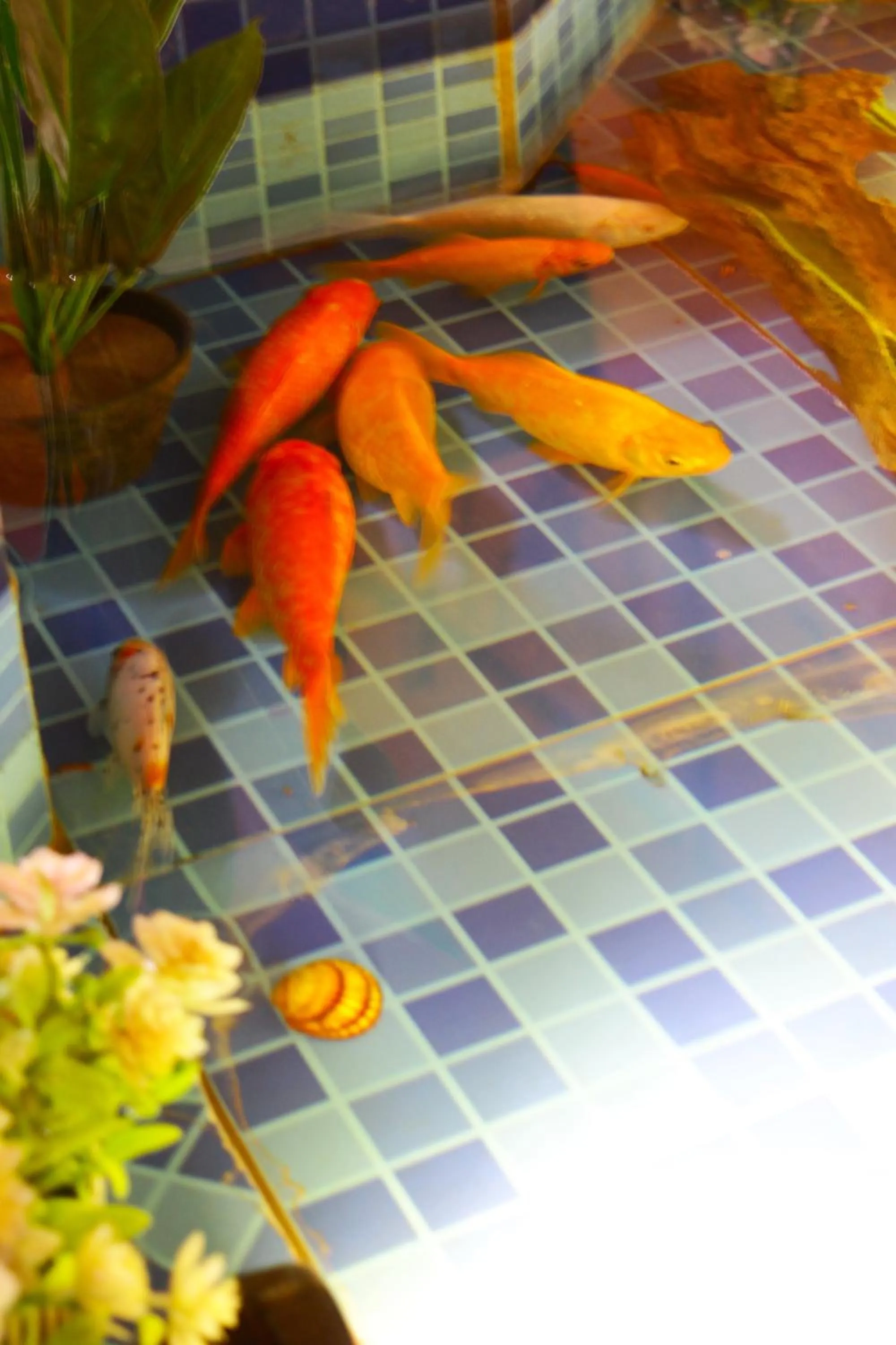 Pets in Riad Noumidya