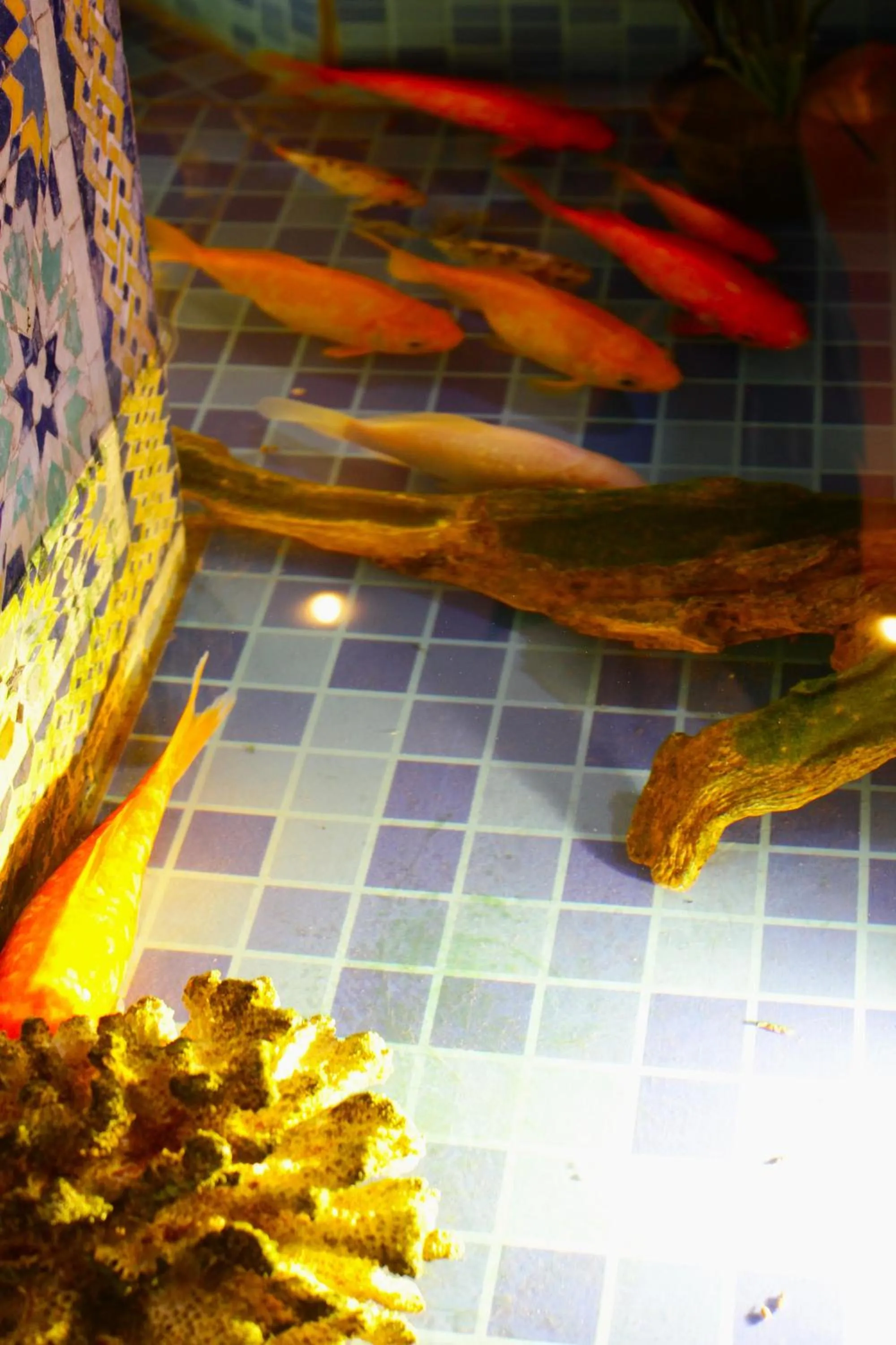 Pets in Riad Noumidya