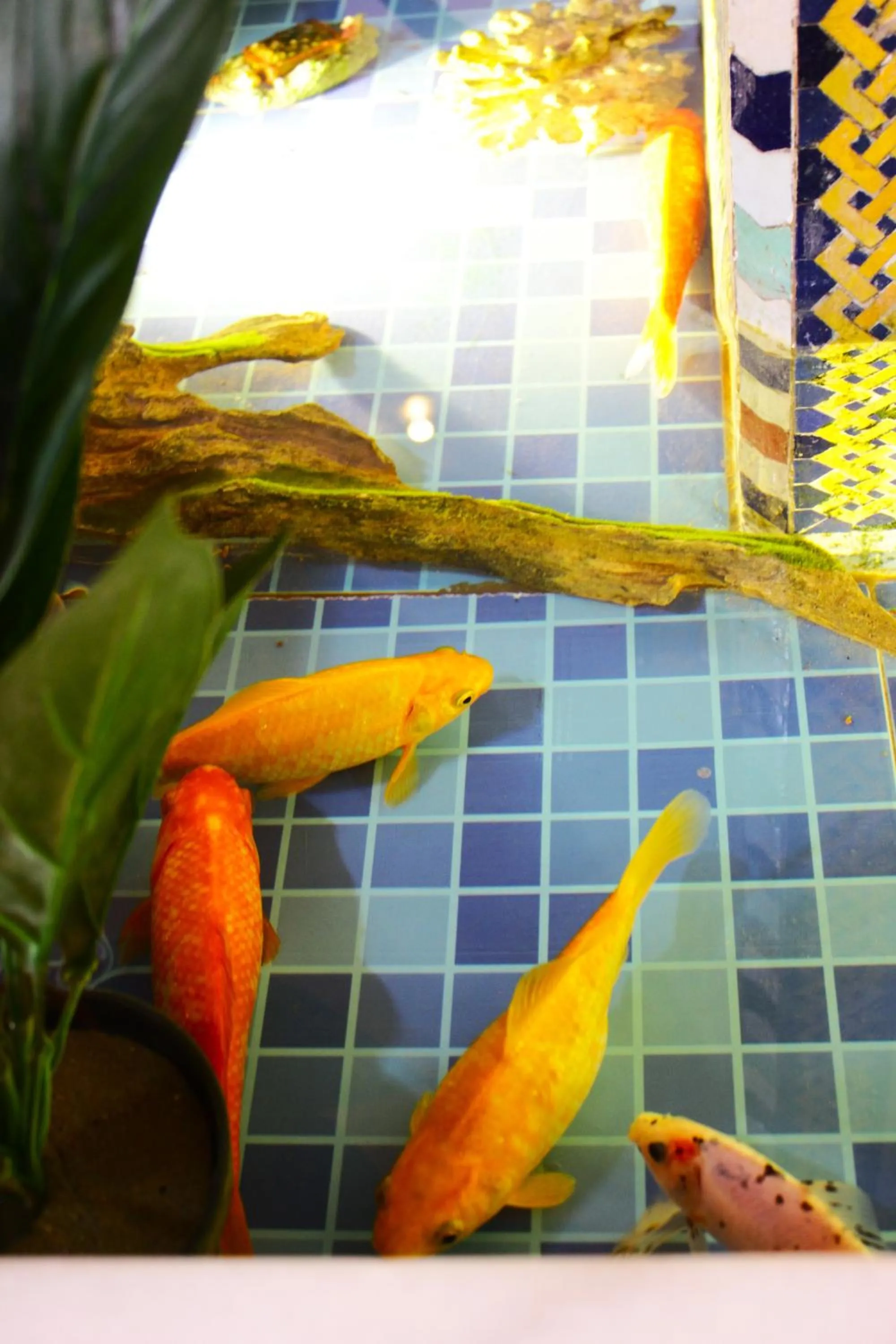 Pets in Riad Noumidya