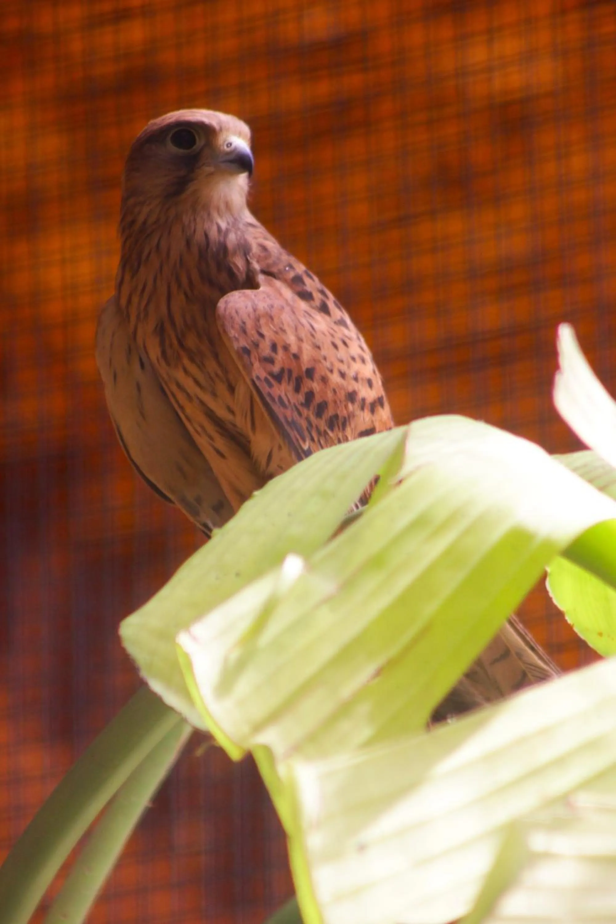 Pets in Riad Noumidya