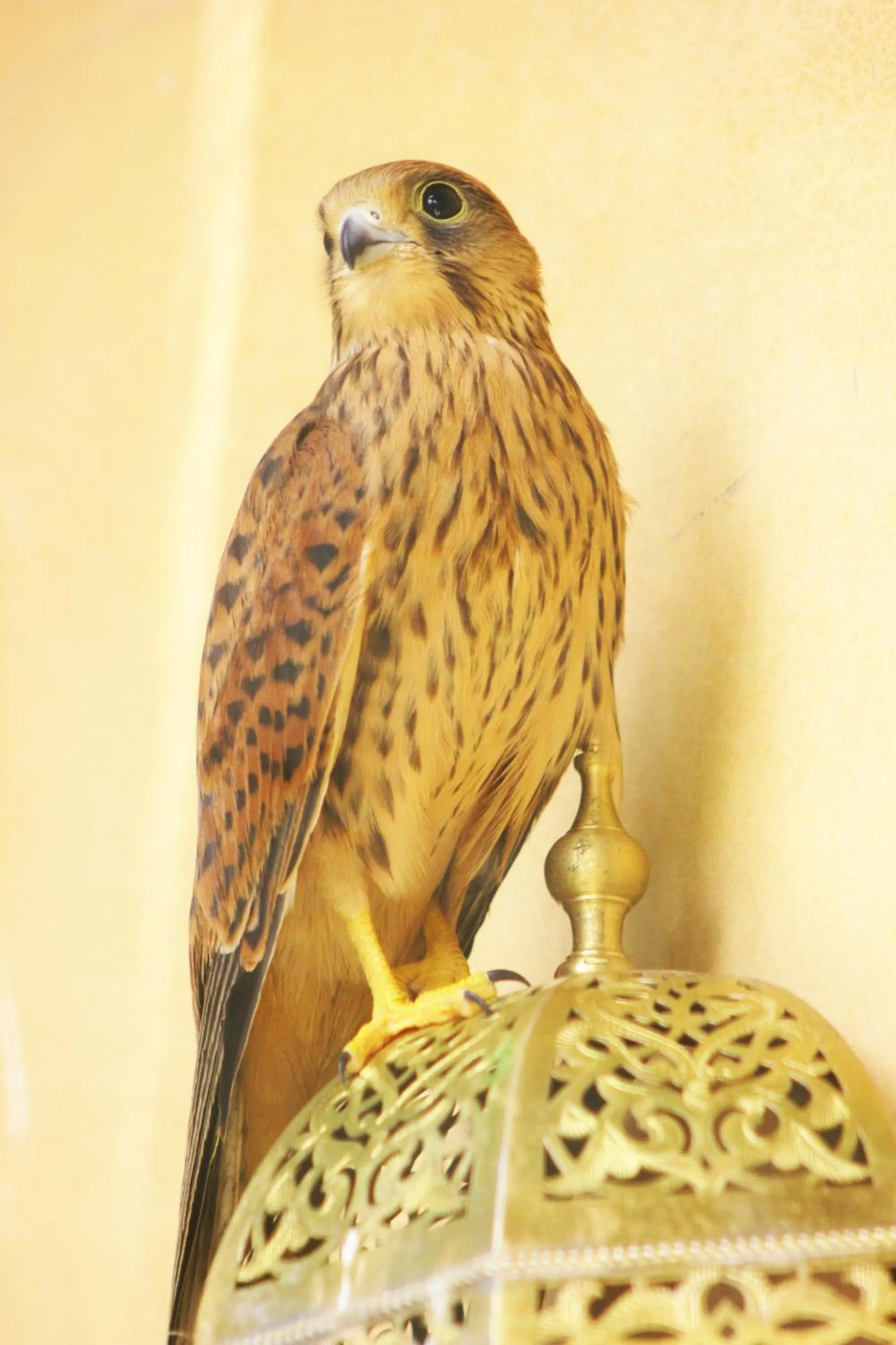 Pets in Riad Noumidya