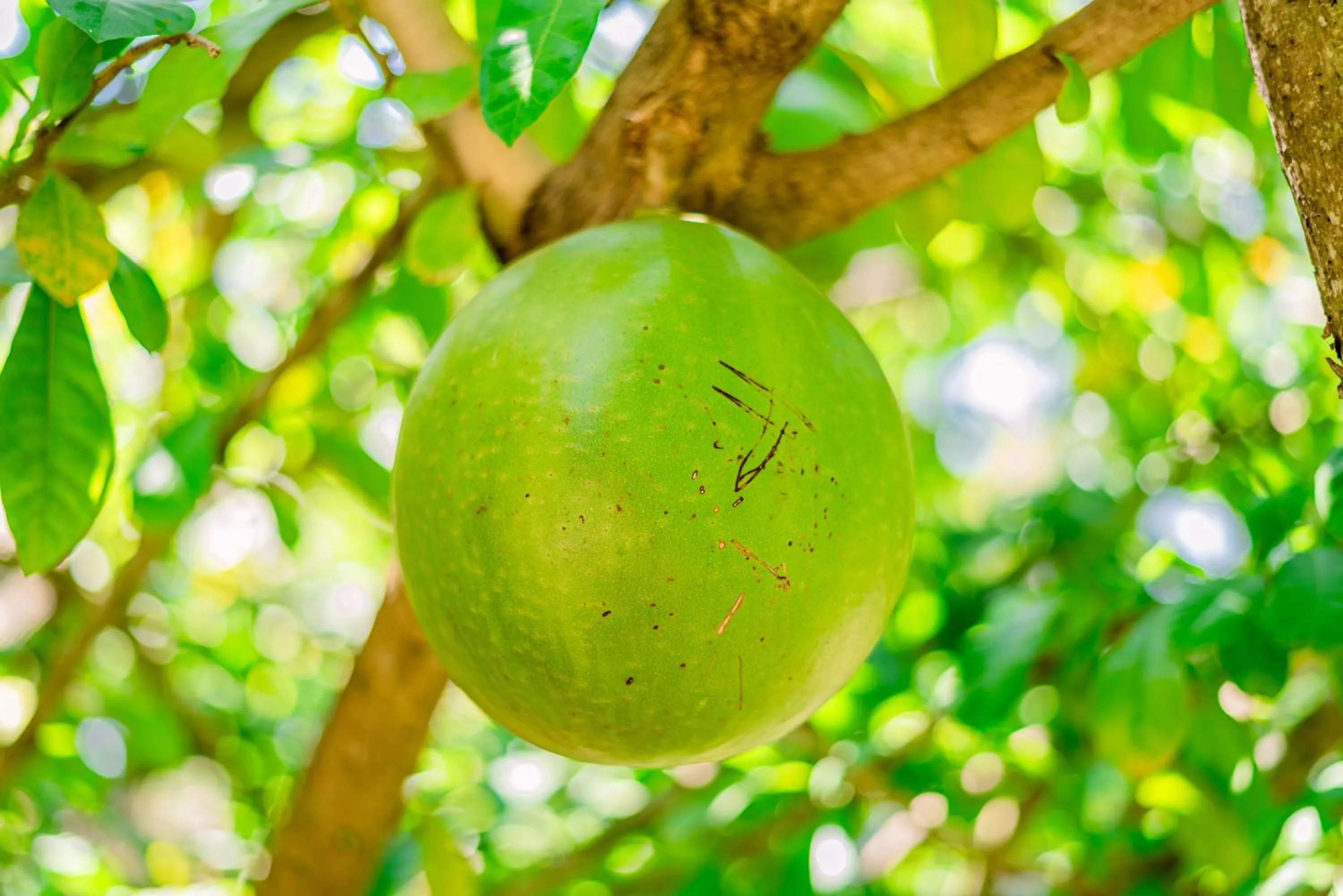 Eco Hotel Black & White - Anuradhapura