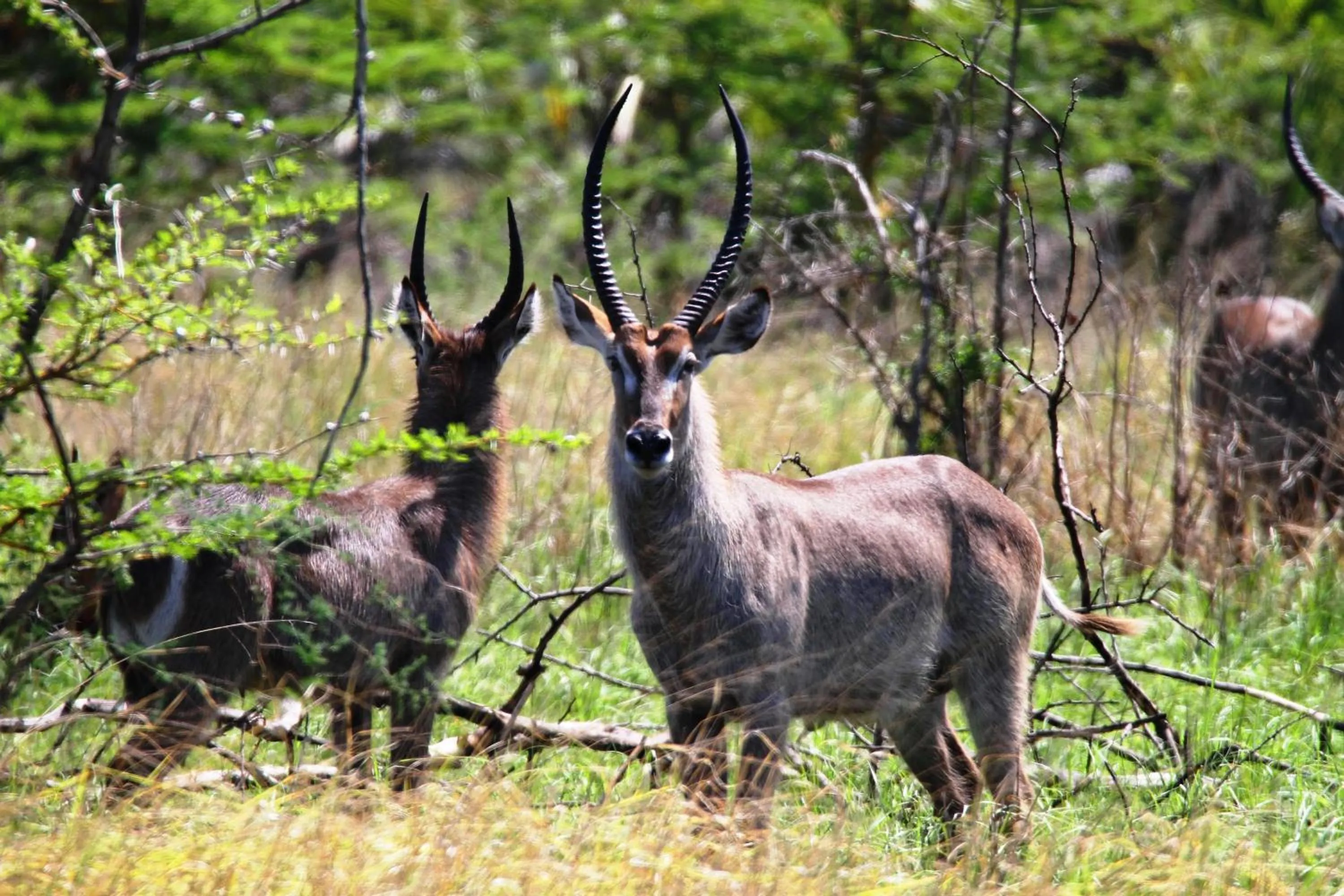 Other in Kijongo Bay Beach Resort