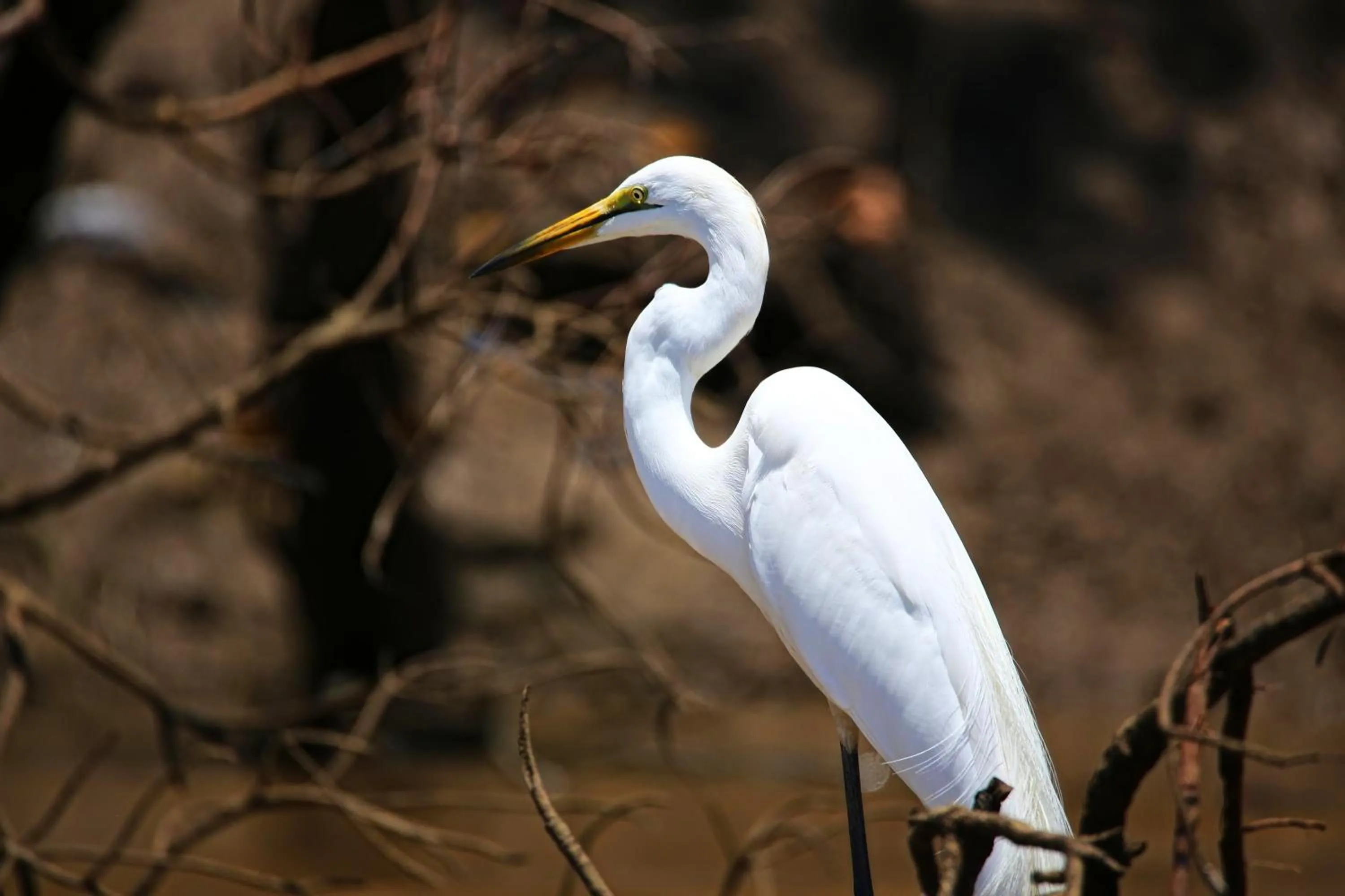 Other in Kijongo Bay Beach Resort