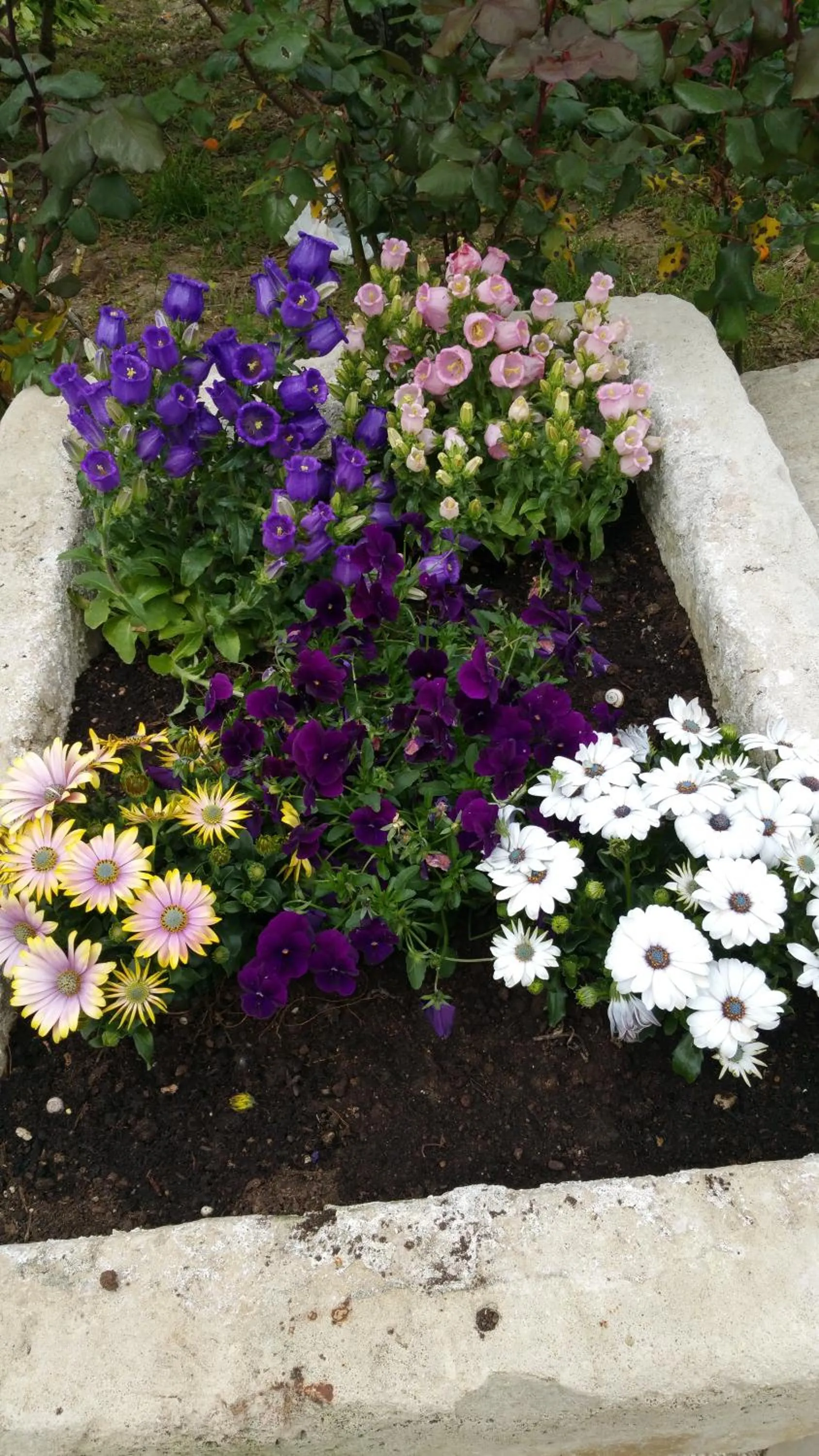 Spring in Borgo dei Filitti - B&B artistico - Piscina Solarium & Enoteca