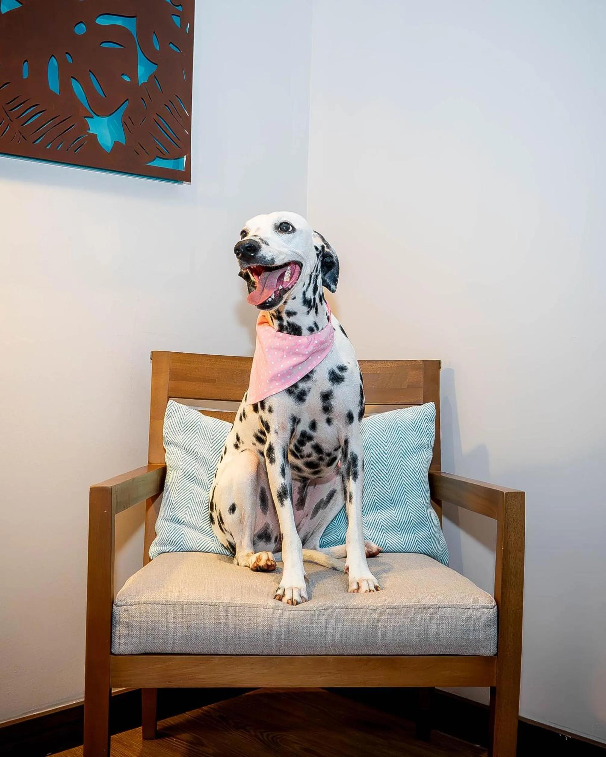 Pets in Holiday Inn Express Yopal by IHG