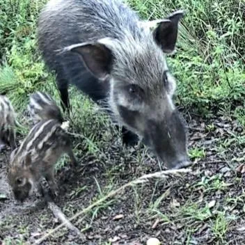 Animals in Waterford Manor