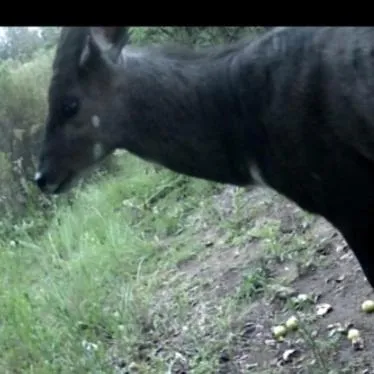 Animals in Waterford Manor