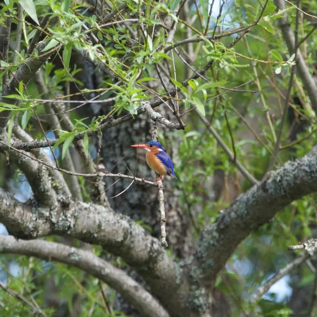 Natural landscape in Waterford Manor