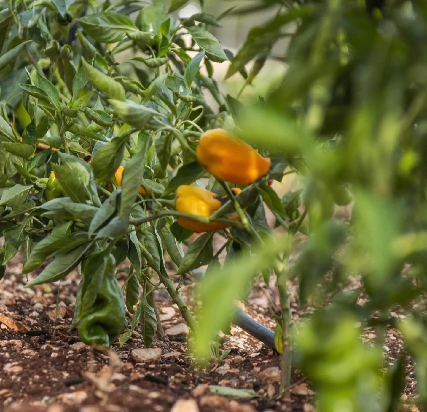Garden in Masseria Valentina