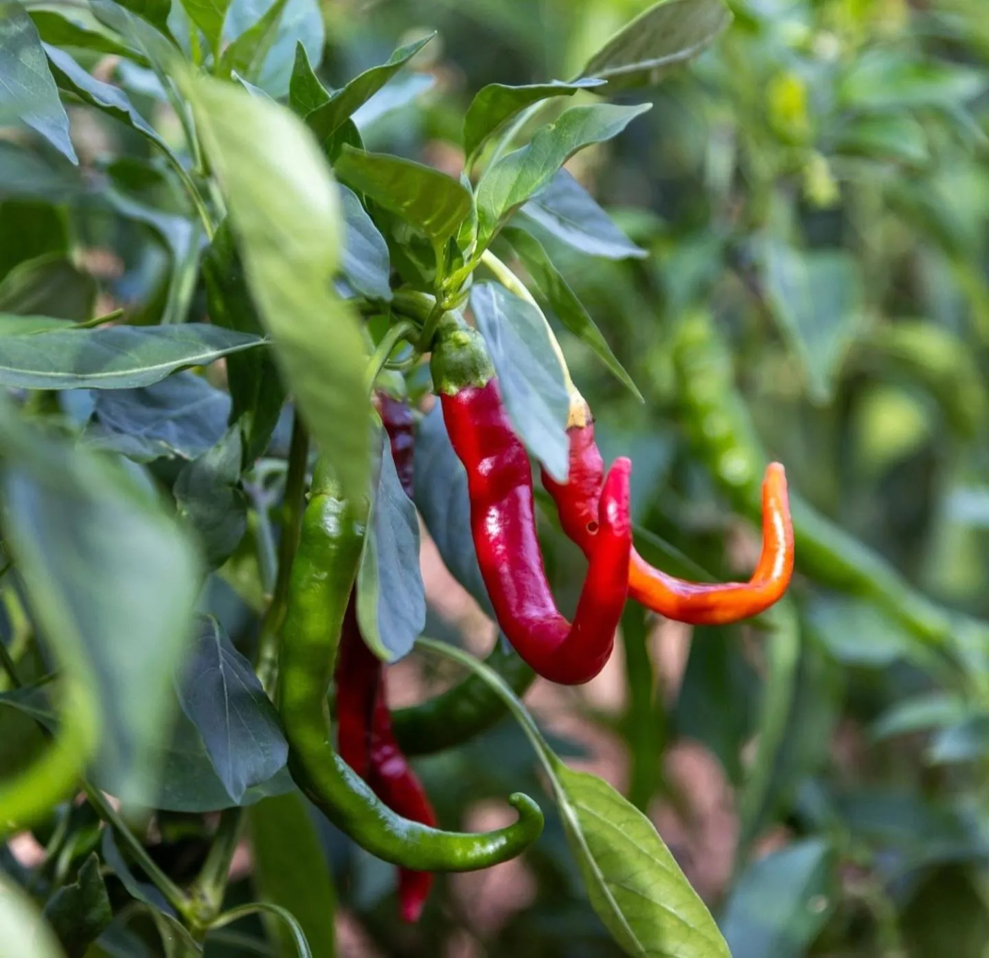 Garden in Masseria Valentina