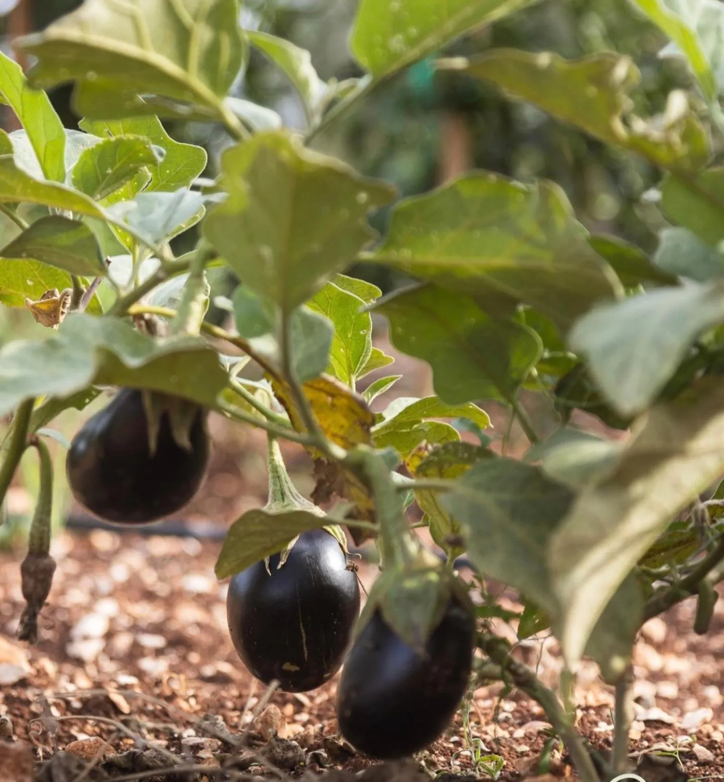 Garden in Masseria Valentina