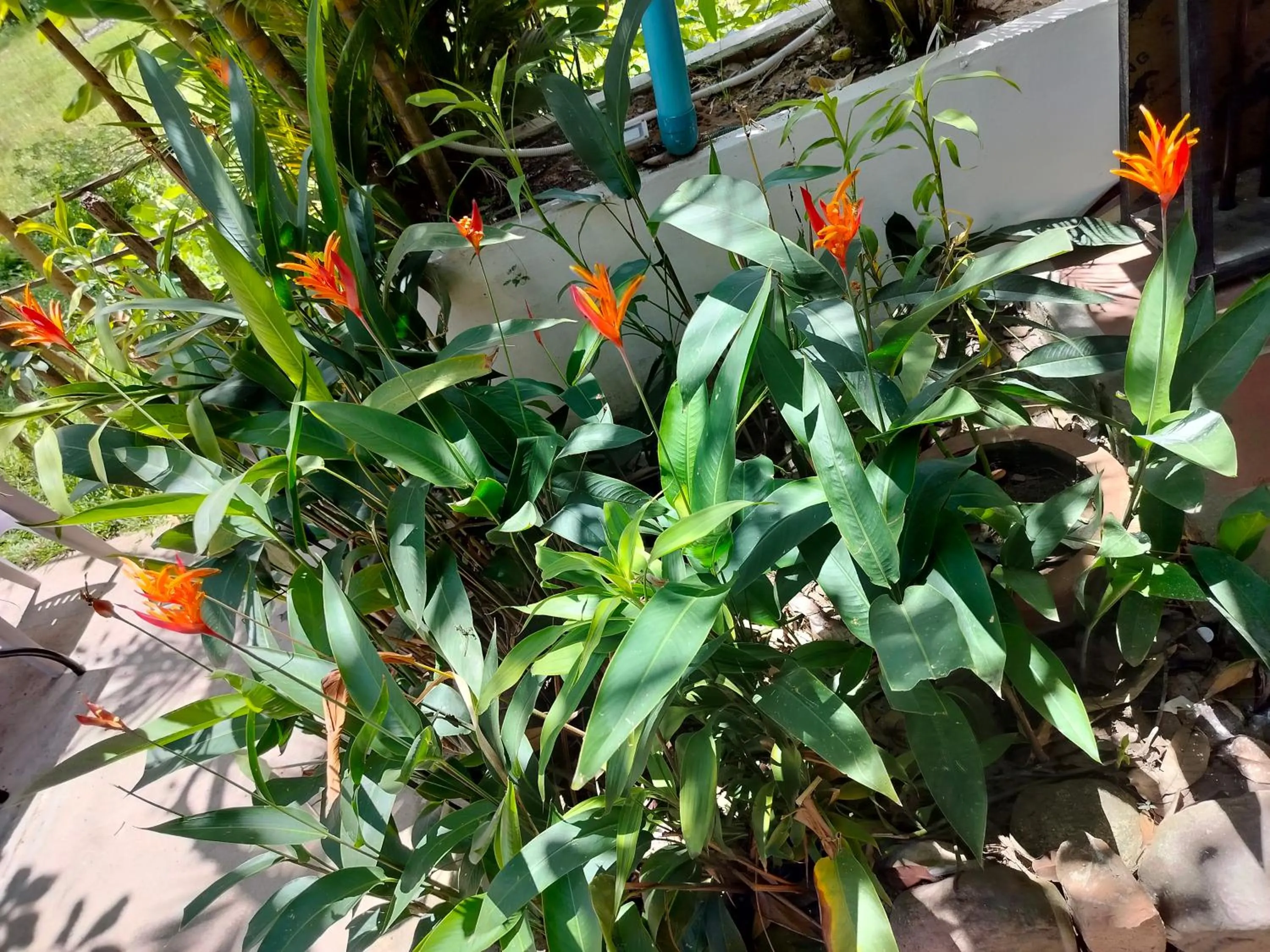 Spring in Bohemiaz Resort and Spa Kampot