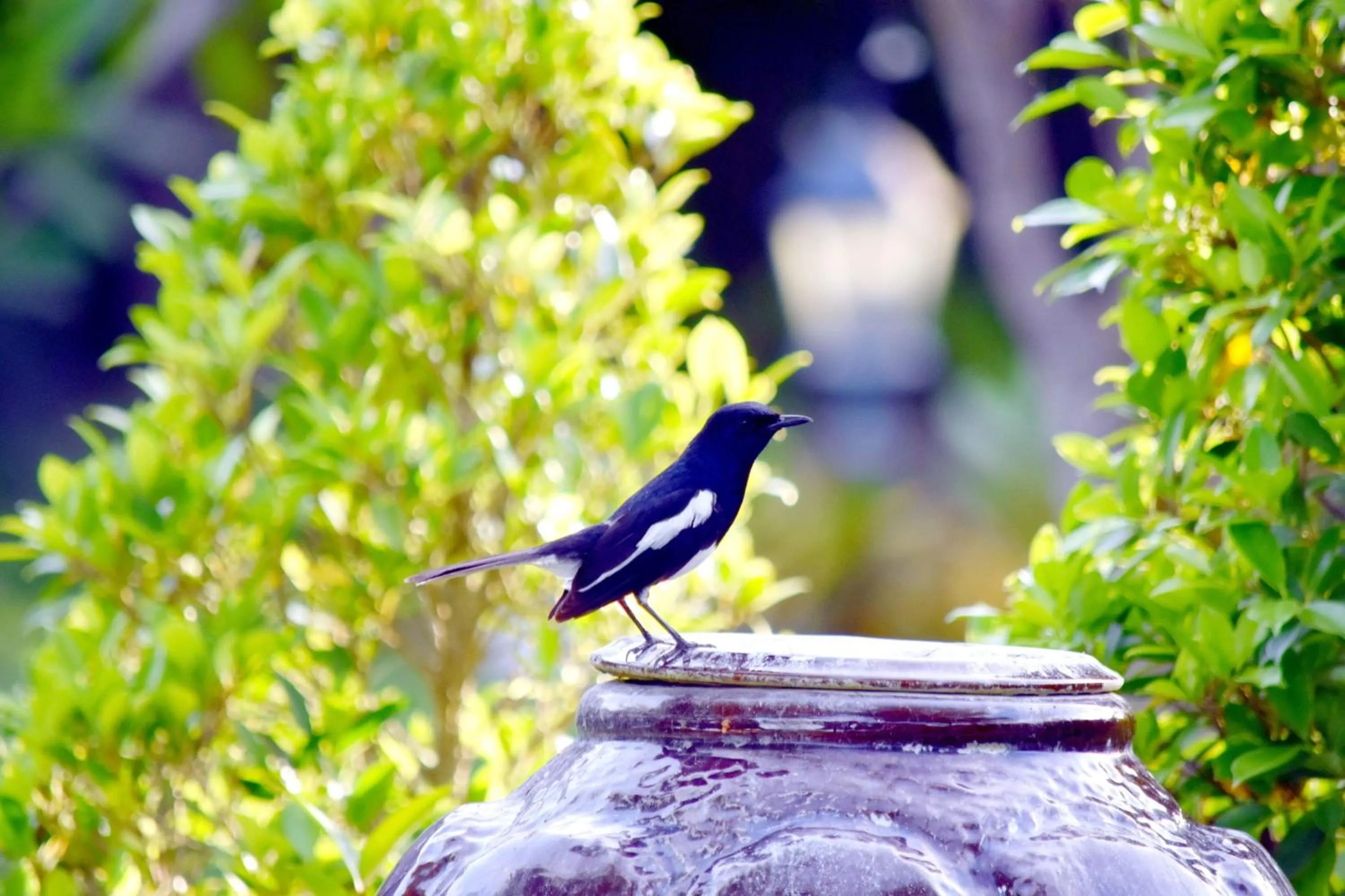 Animals in Ban Bang Home Resort