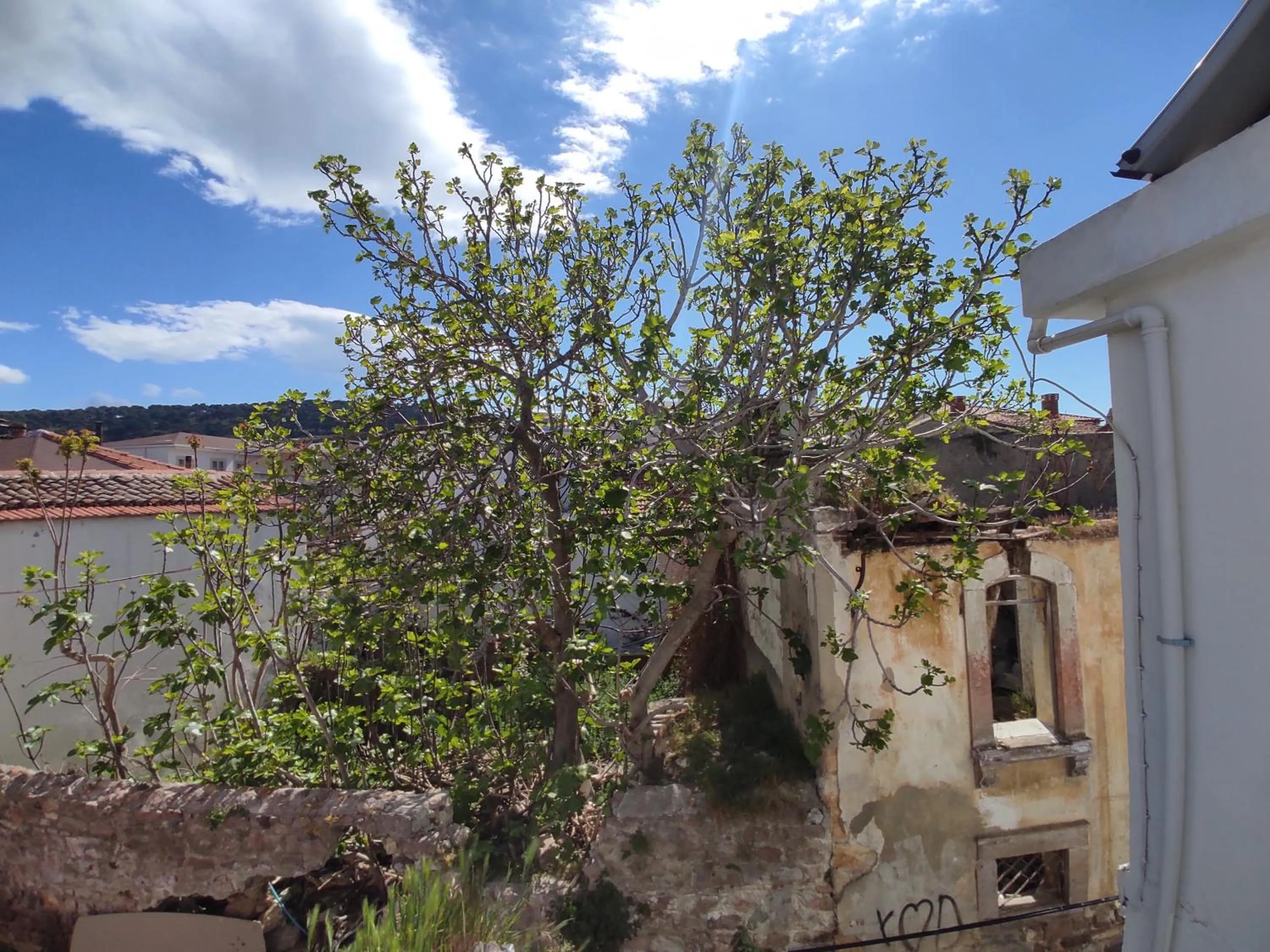 Natural landscape in Kidoni Macaron Guesthouse