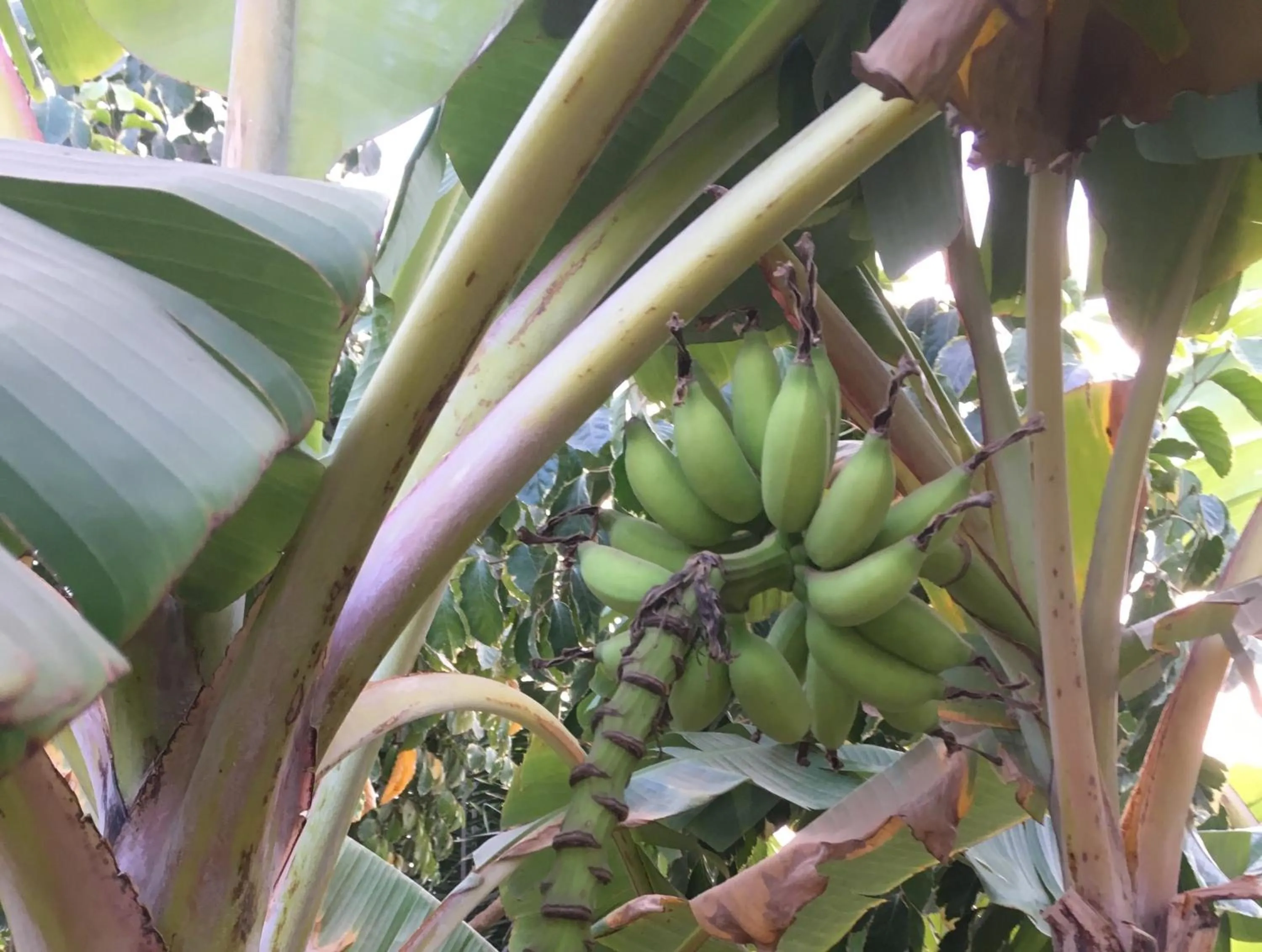 Garden in Mango Lodge Gambia