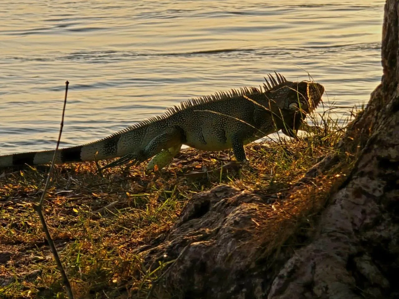 Pousada Bosque dos Aruãs