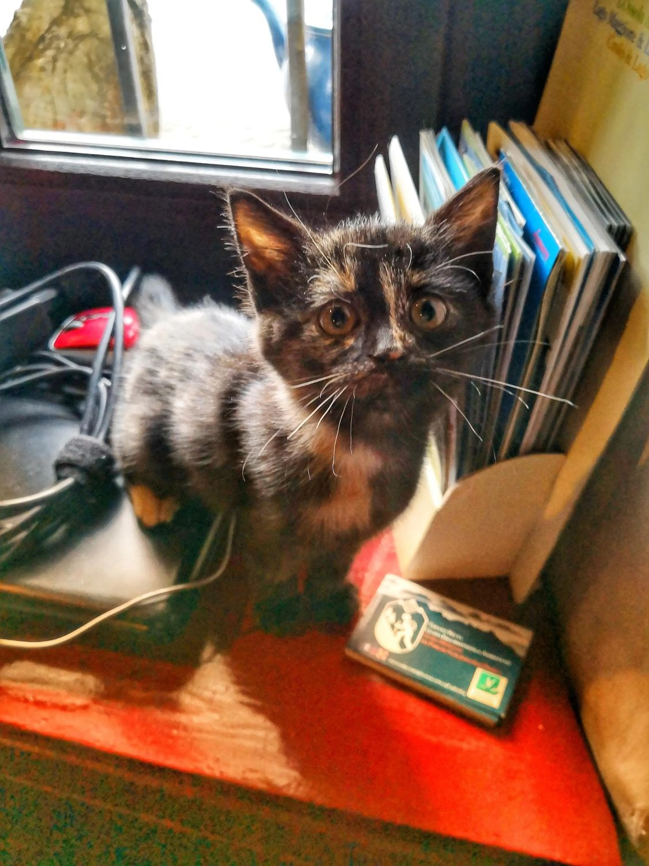 Pets in B&B Dove Comincia la Bella Italia