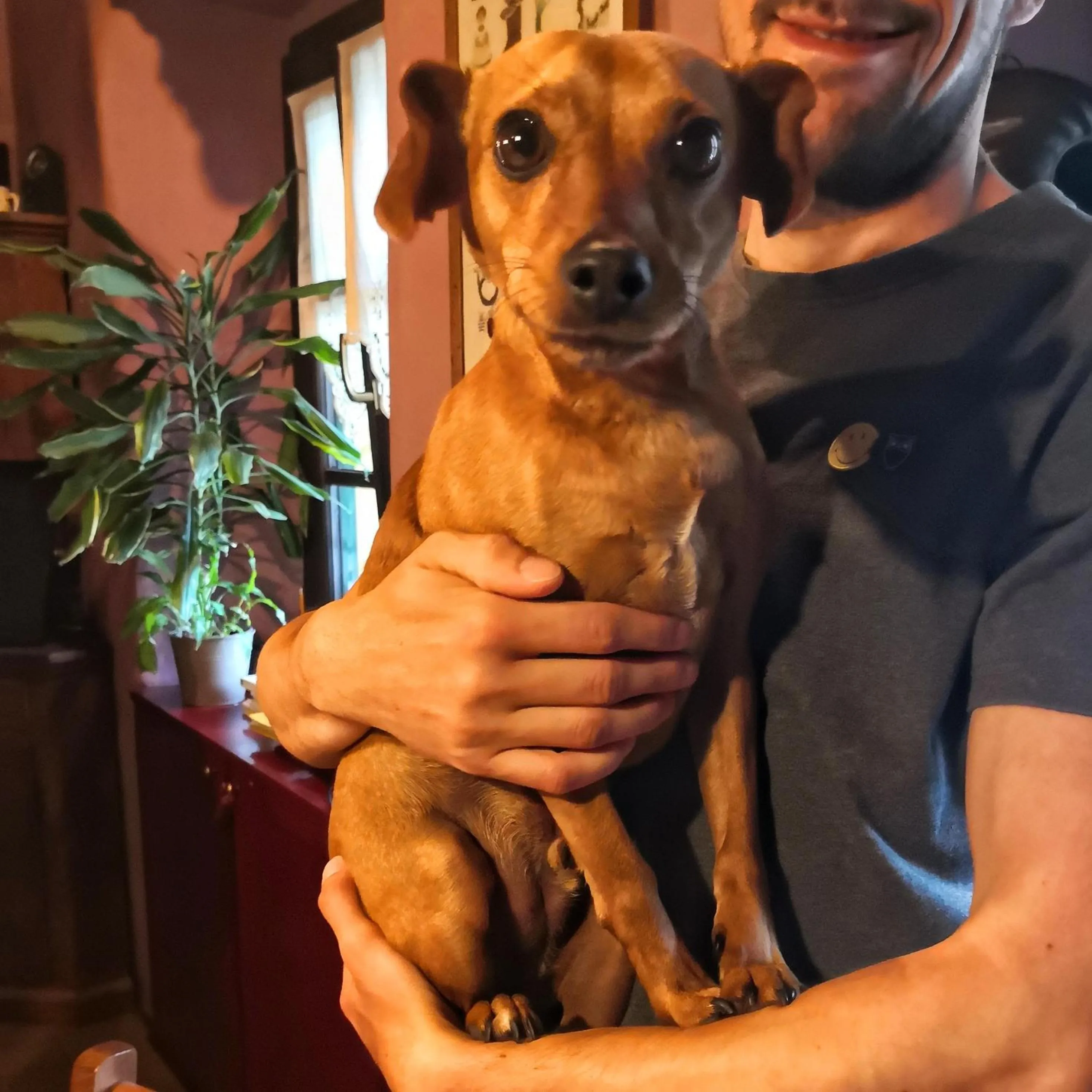 Pets in B&B Dove Comincia la Bella Italia