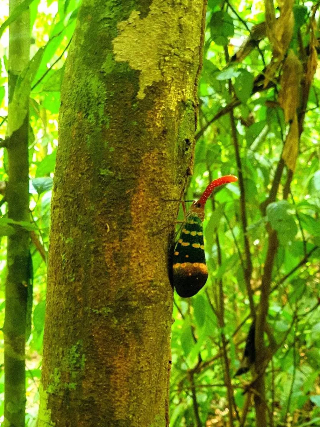 Activities in Khao Sok Country Resort