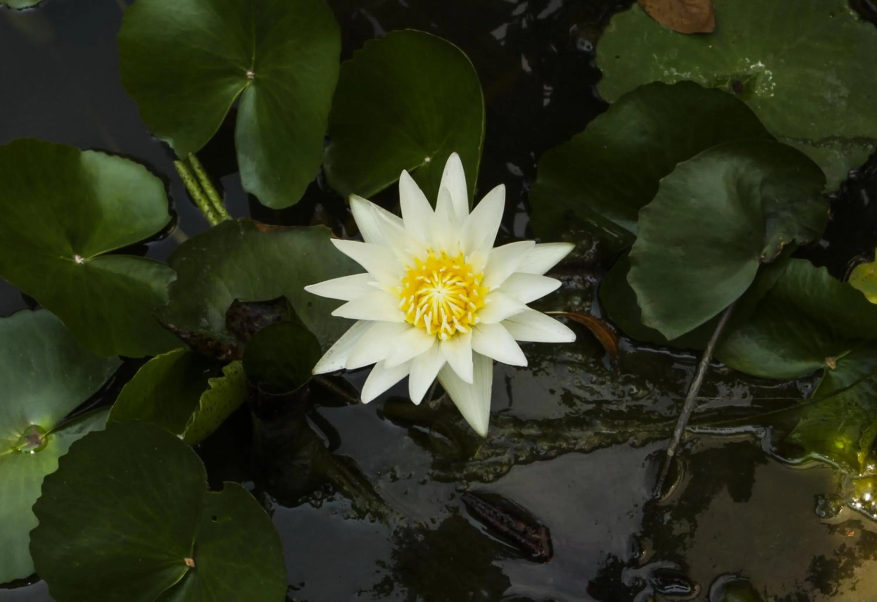 Garden view in U Tiny Boutique Hotel Suvarnabhumi Bangkok - SHA Plus