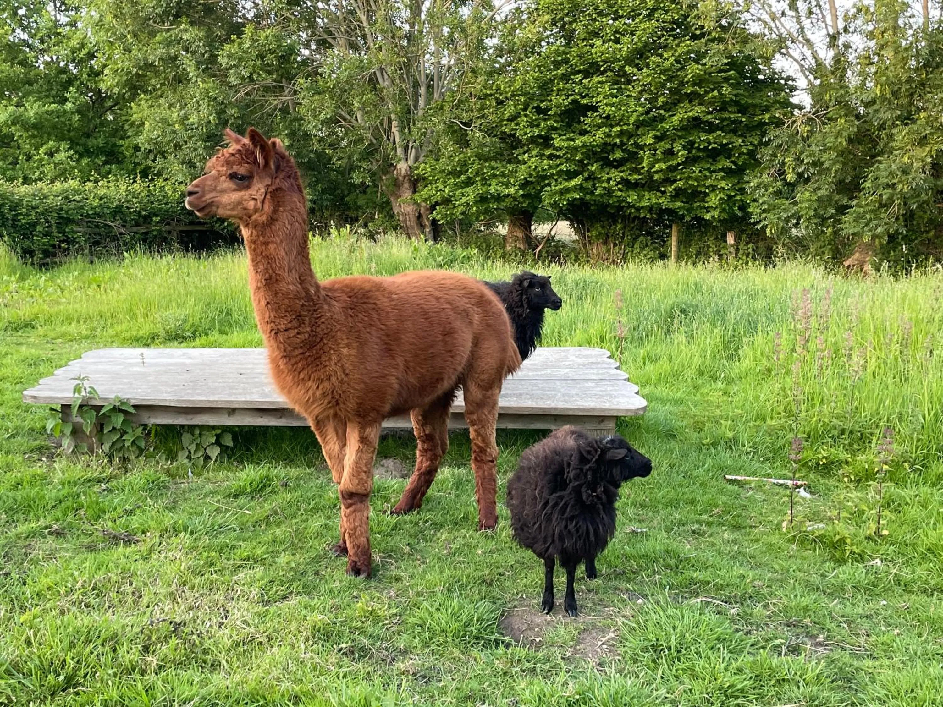 Animals in Aux murmures de la nature B&B