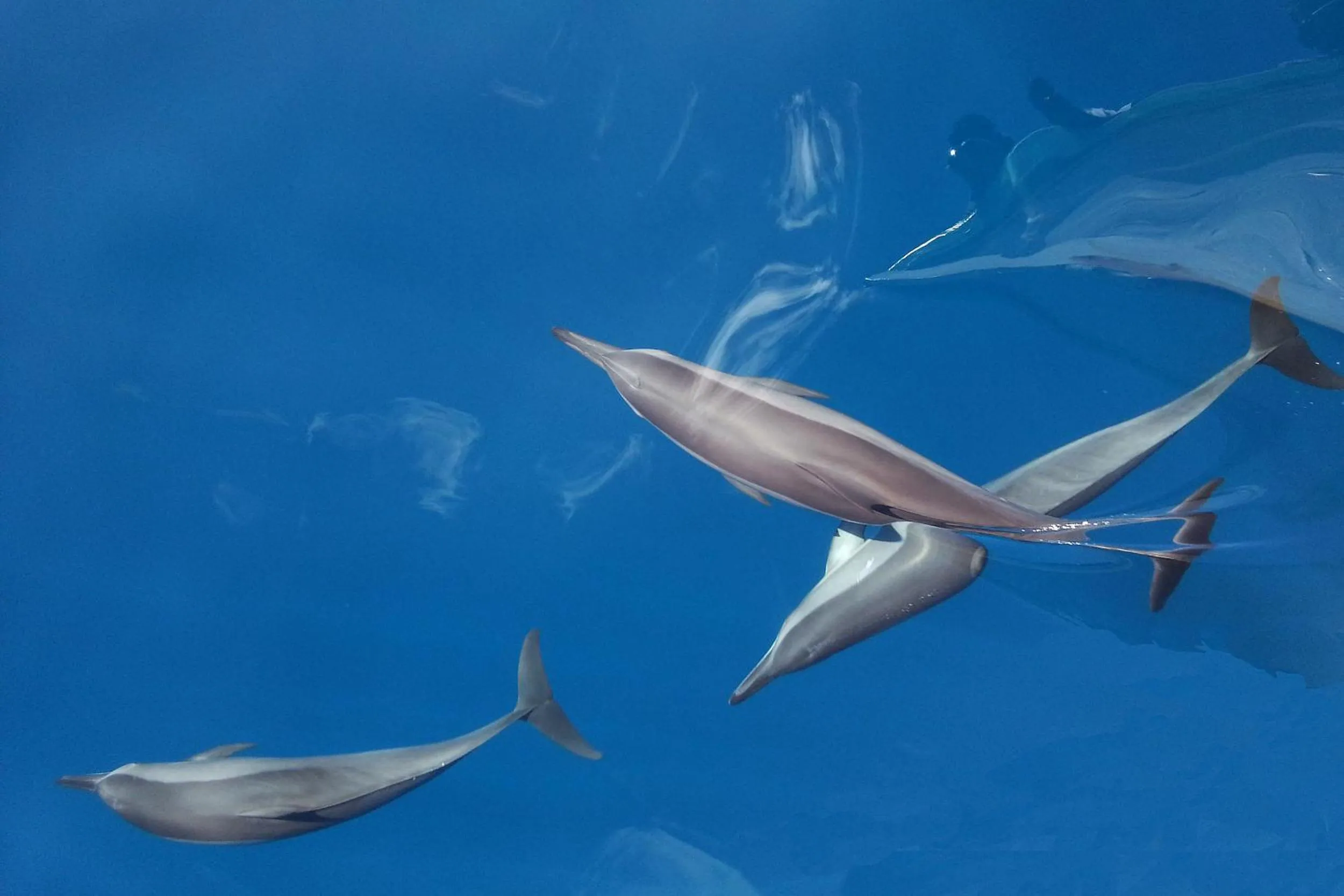 Snorkeling in Tropic Tree Maldives