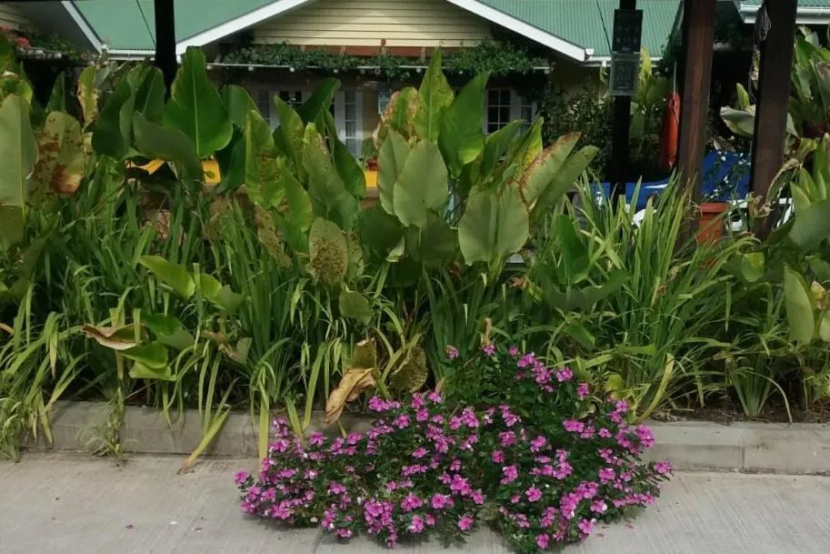 Garden in Residence Praslinoise